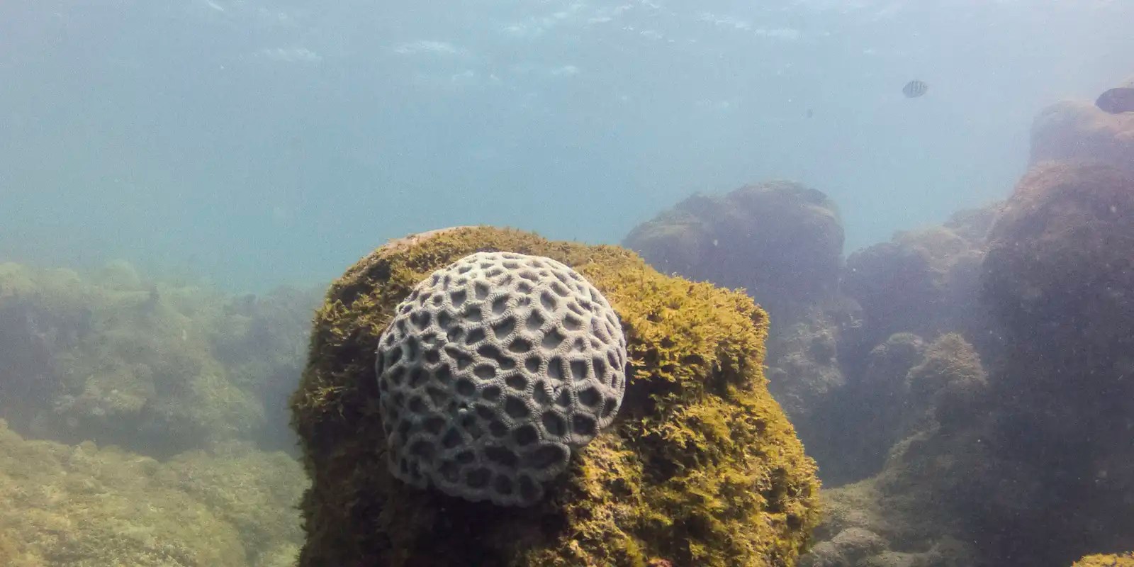Unesco reconhece projeto brasileiro que busca preservar corais em PE