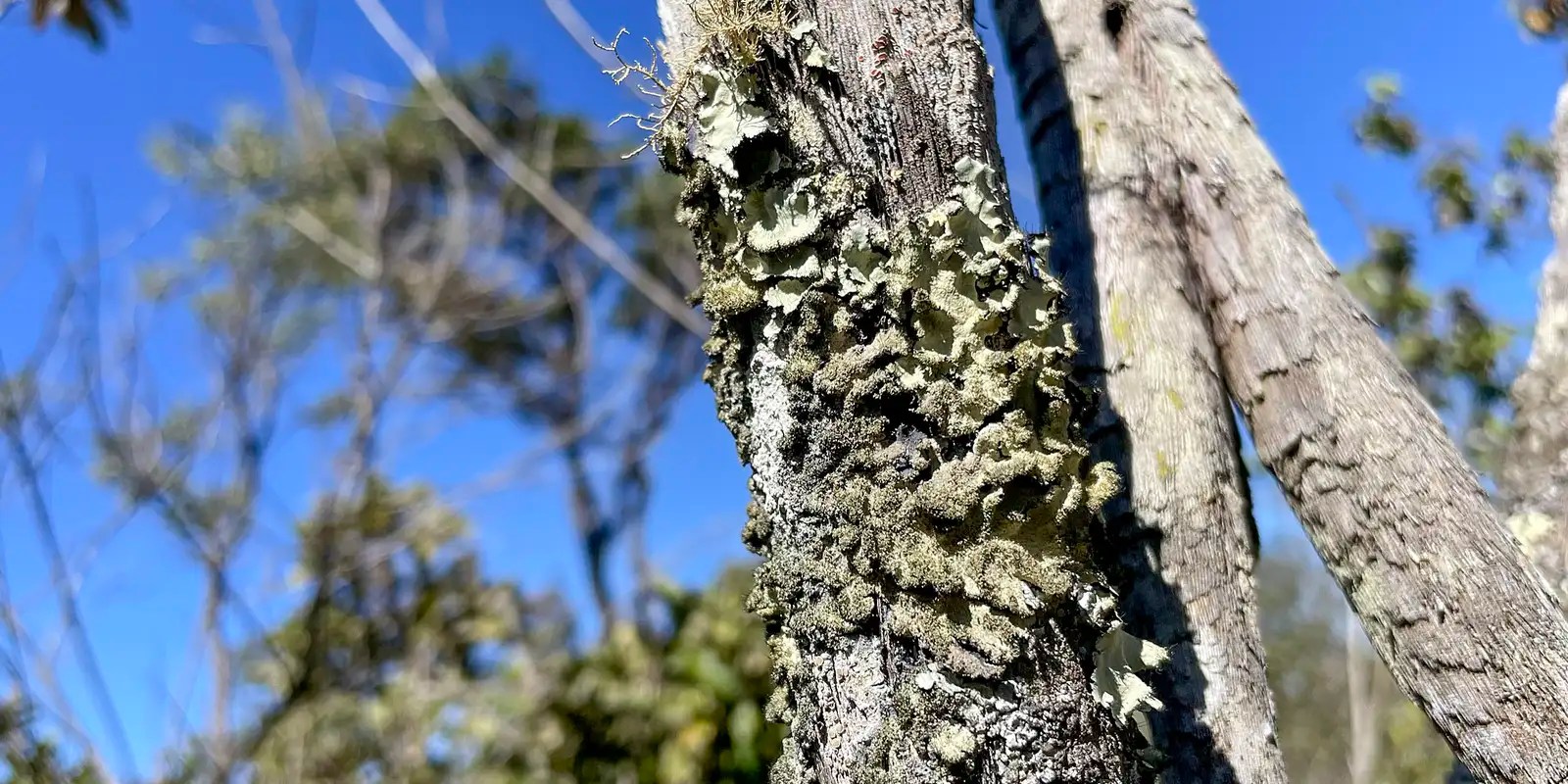Reserva Ecológica do IBGE no DF passa a ter gestão apoiada pelo ICMBio