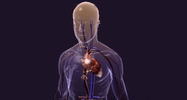 38 3d Human Models Free Download Anatomy Designs