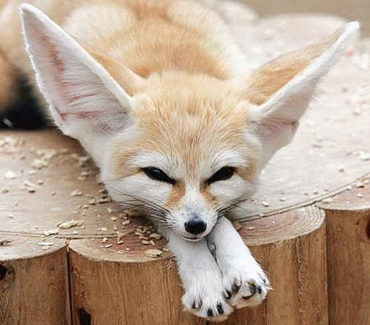Fennec Foxes: Facts, Photos, Videos, and Exotic Pets Fenic