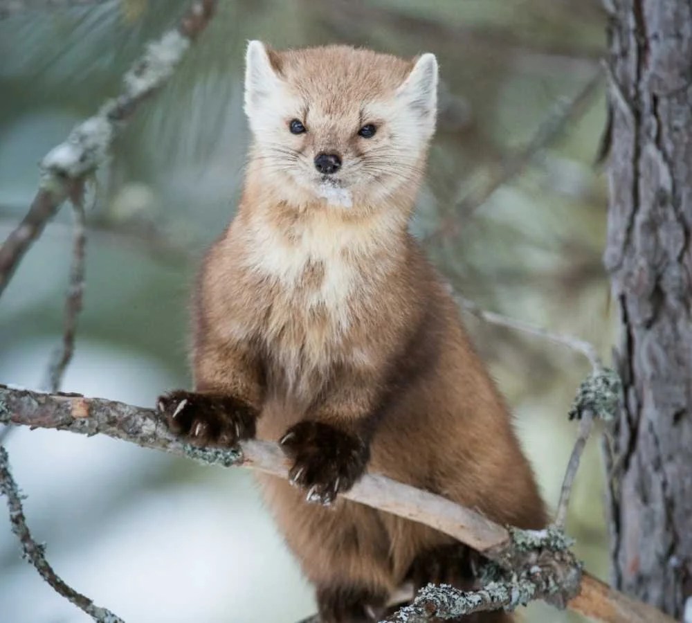 Top 32+ Wallpapers show me a picture of a pine marten Updated