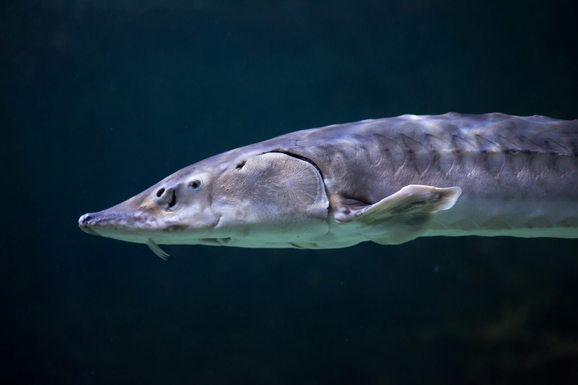 Cómo predecir la probabilidad de extinción de los peces de agua dulce para salvarlos