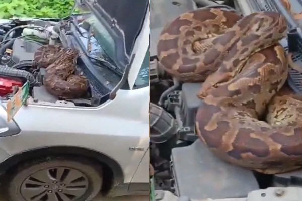 Viral Video: వచ్చిందమ్మ వయ్యారి.. ఏమీ ఎర్గనట్లు ఎట్లా బజ్జుందో సూడుర్రి… వానాకాలం బయట కారు పార్క్‌ చేసేటోళ్లు జర జాగ్రత్త!