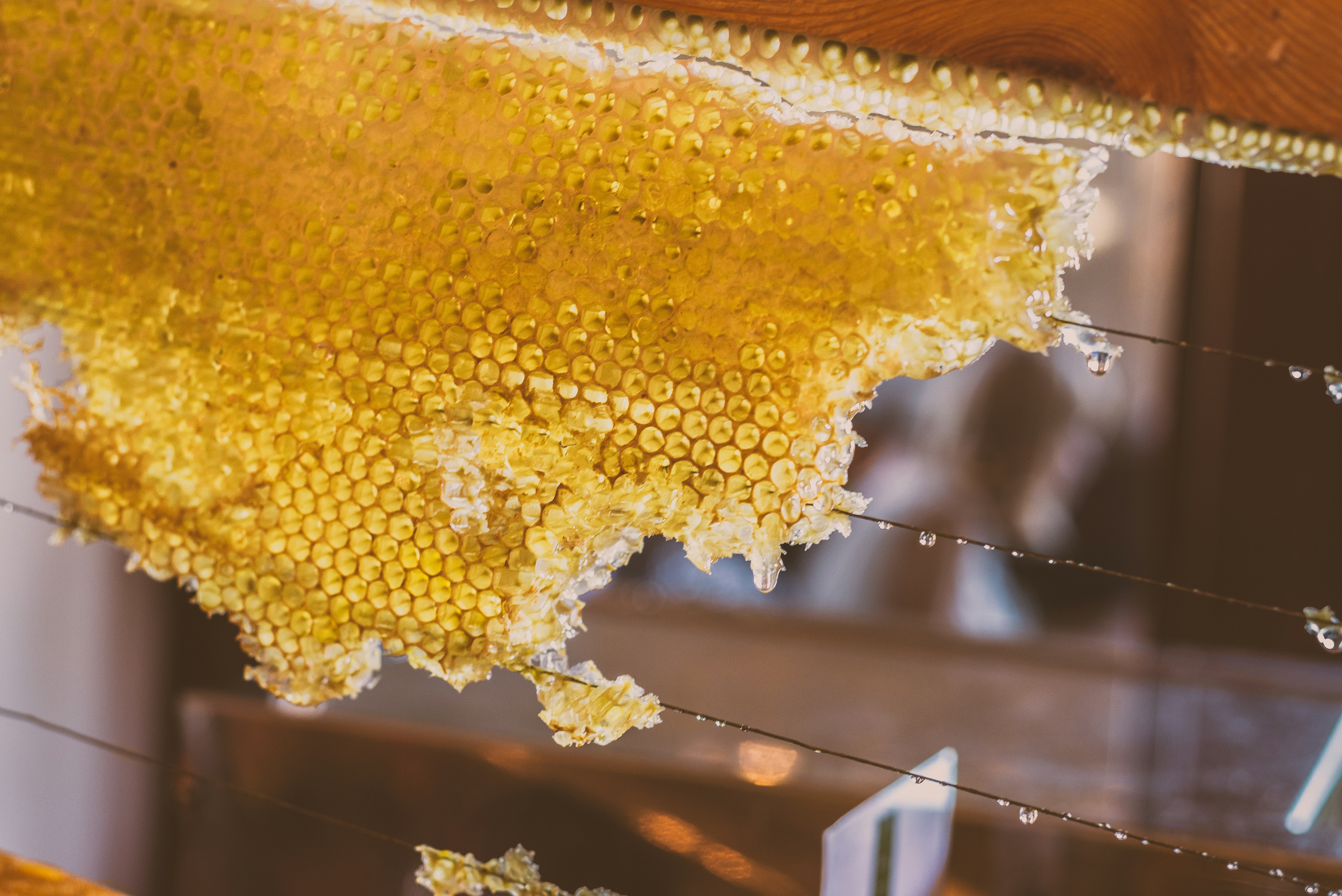 Benefits of a Ventilated Bee Suit | Beekeeping