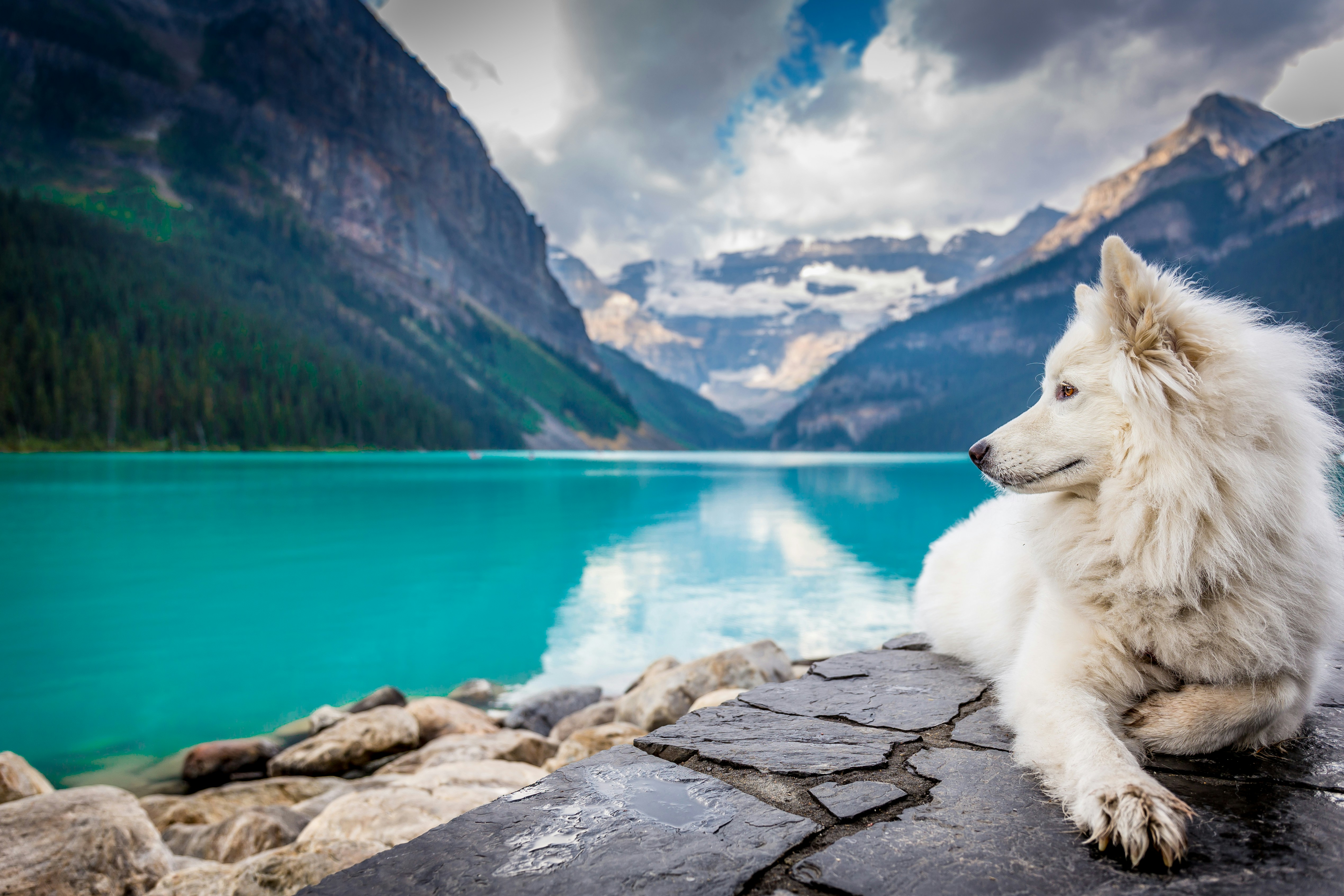 12 Requirements for International Pet Relocation to Canada