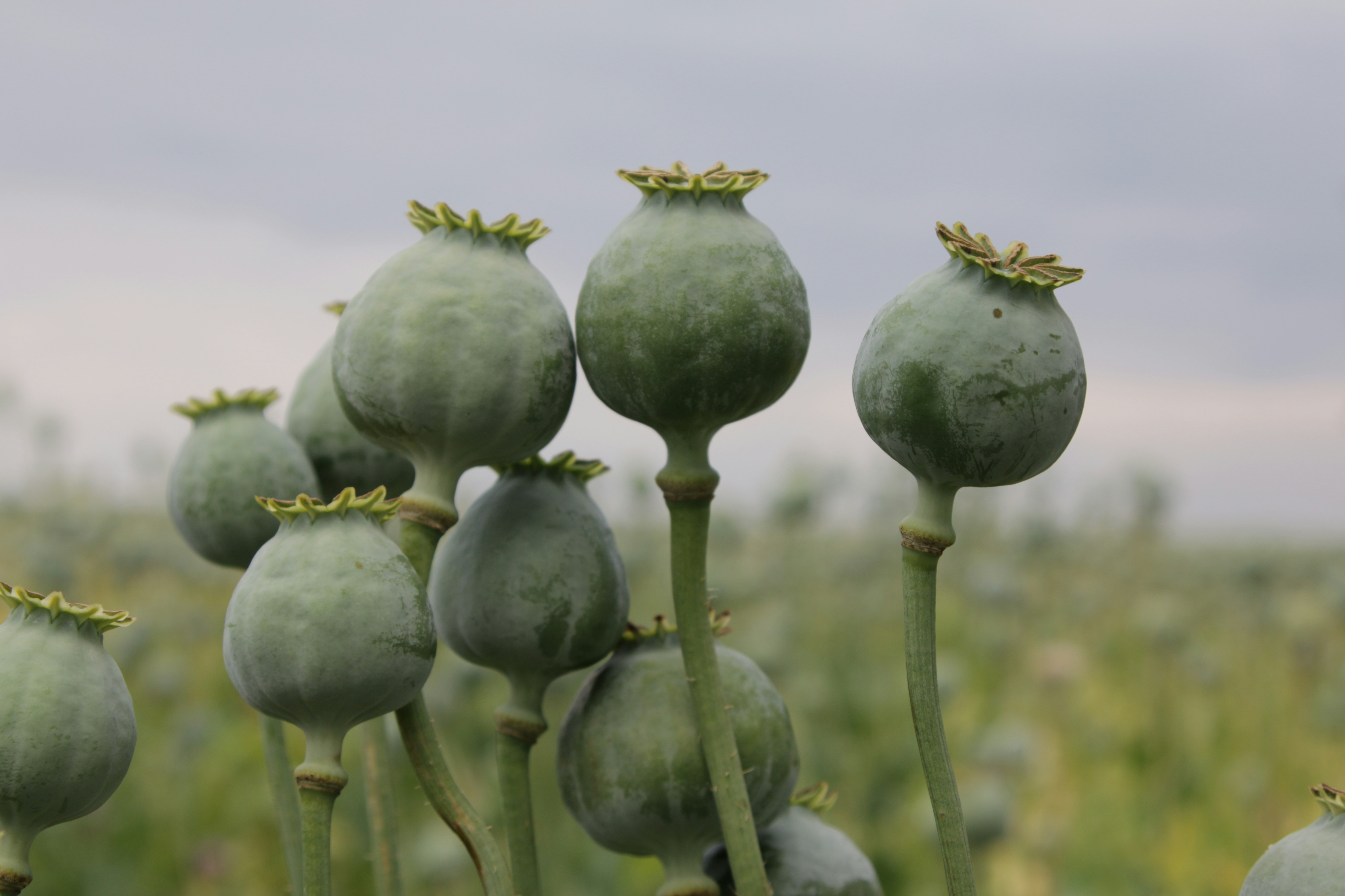 Myanmar is World’s Top Opium Producer, beat Afghanistan