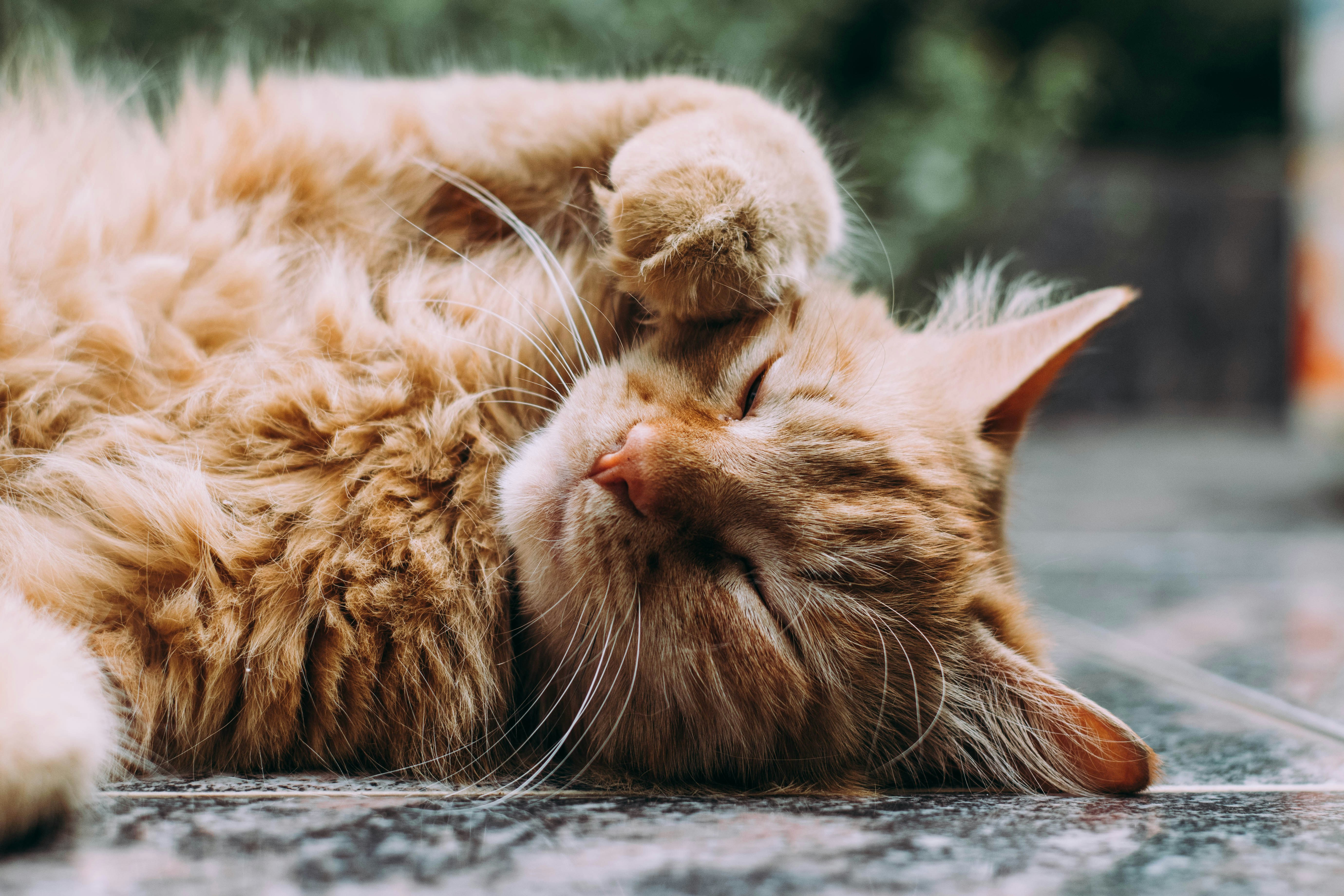 cat care tips