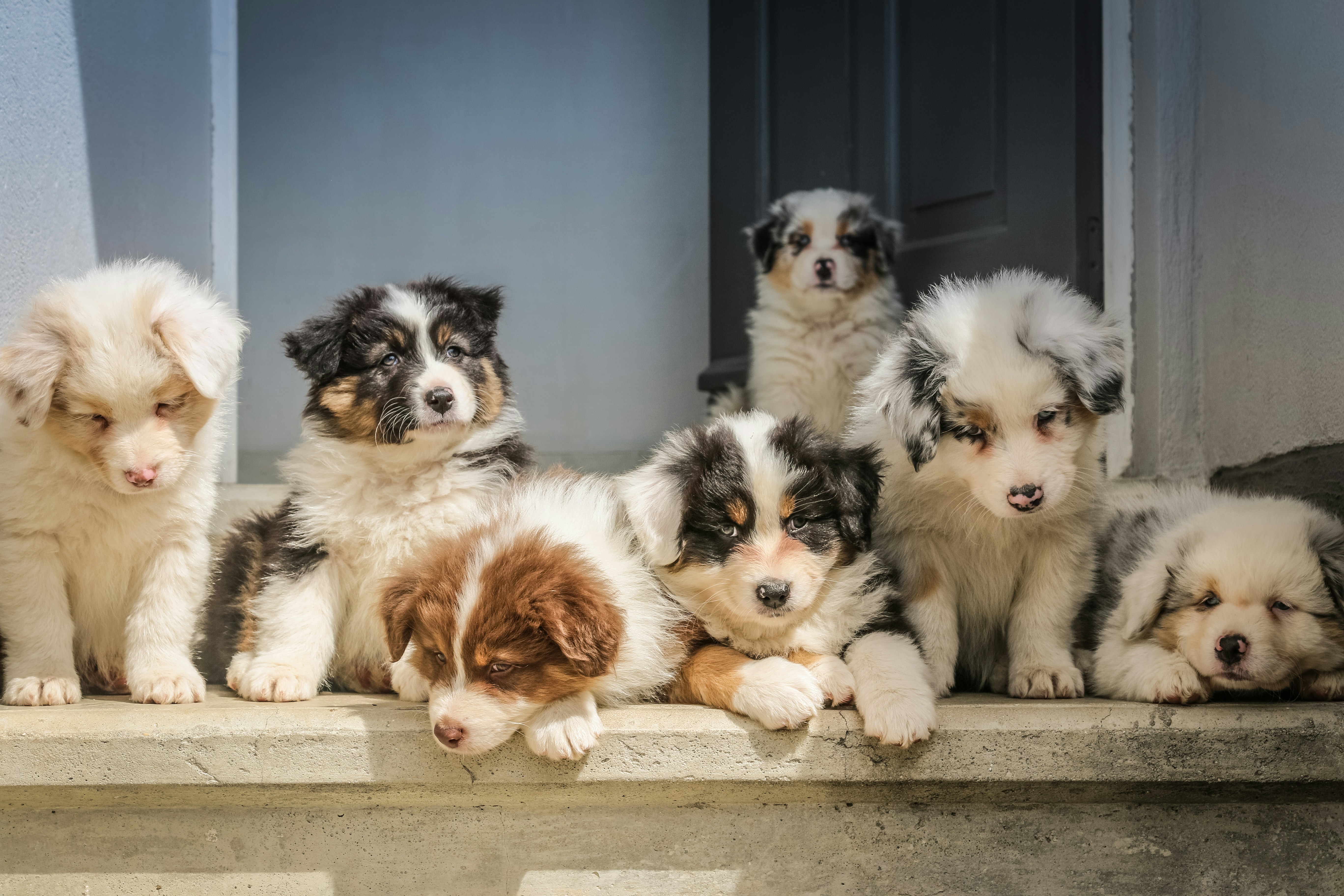 puppy care tips