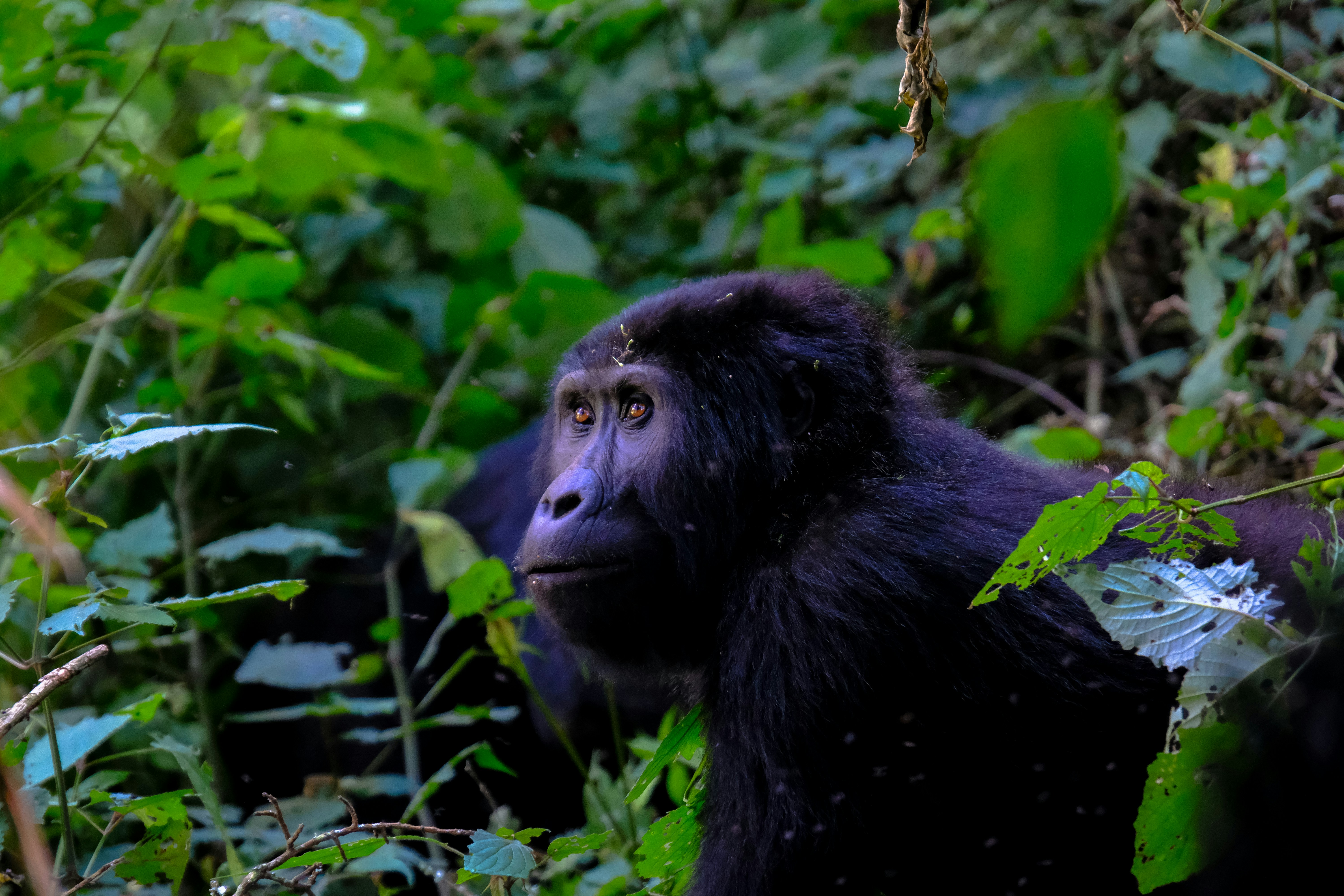 The Wonders of Uganda