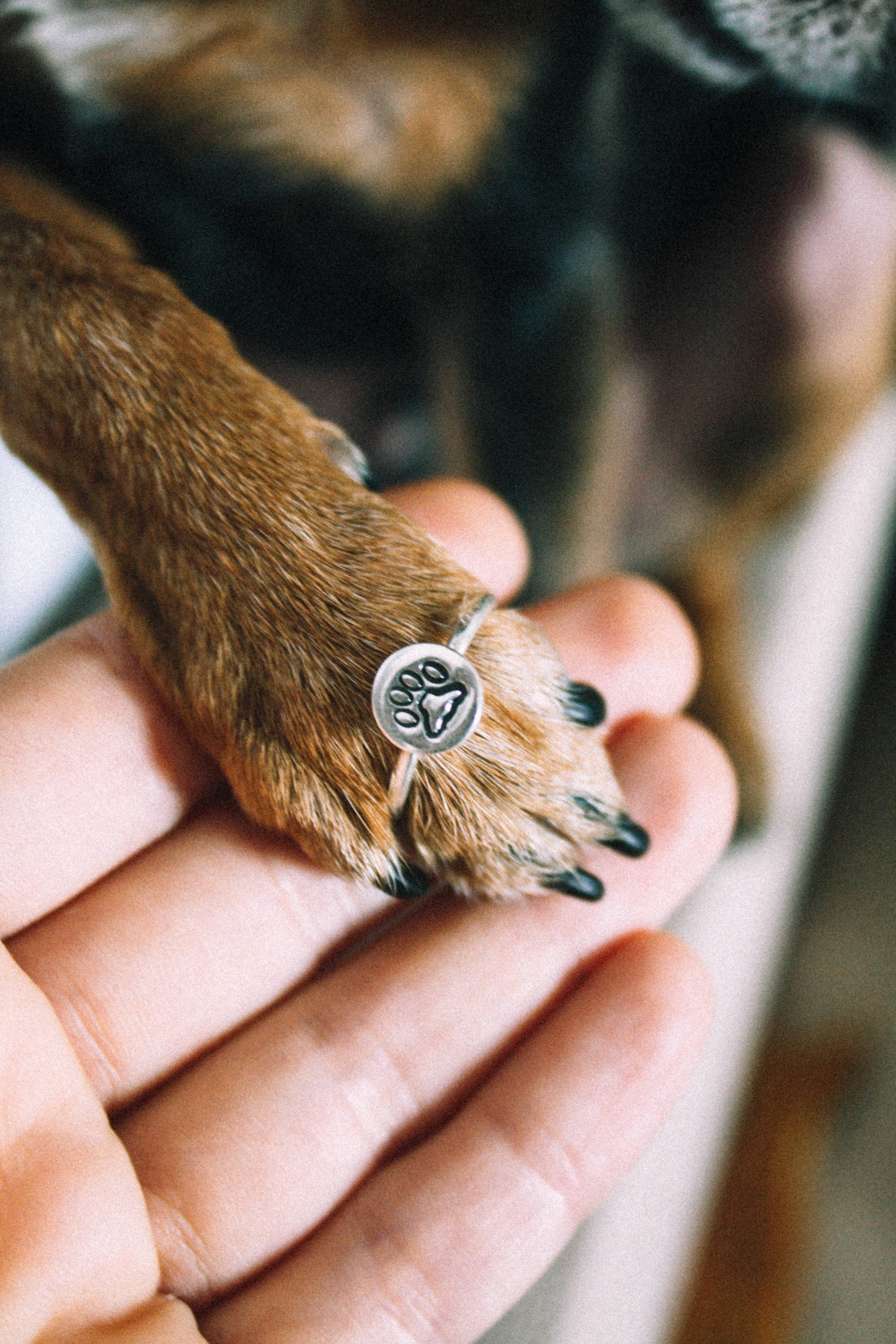 4 Things Cat And Dog Owners Should Know About Microchipping