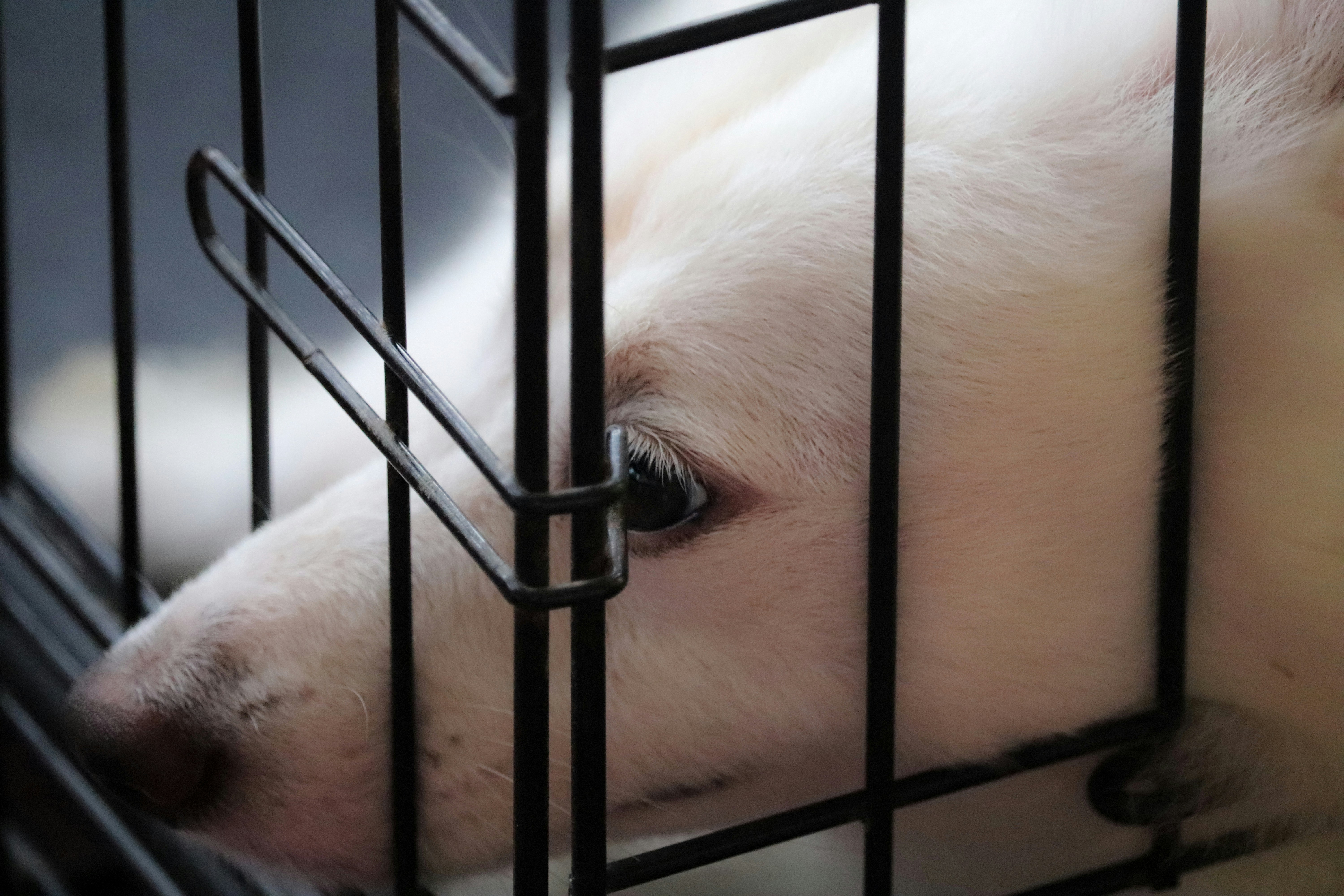 Cruelty-Free Pet Products and Market Growth