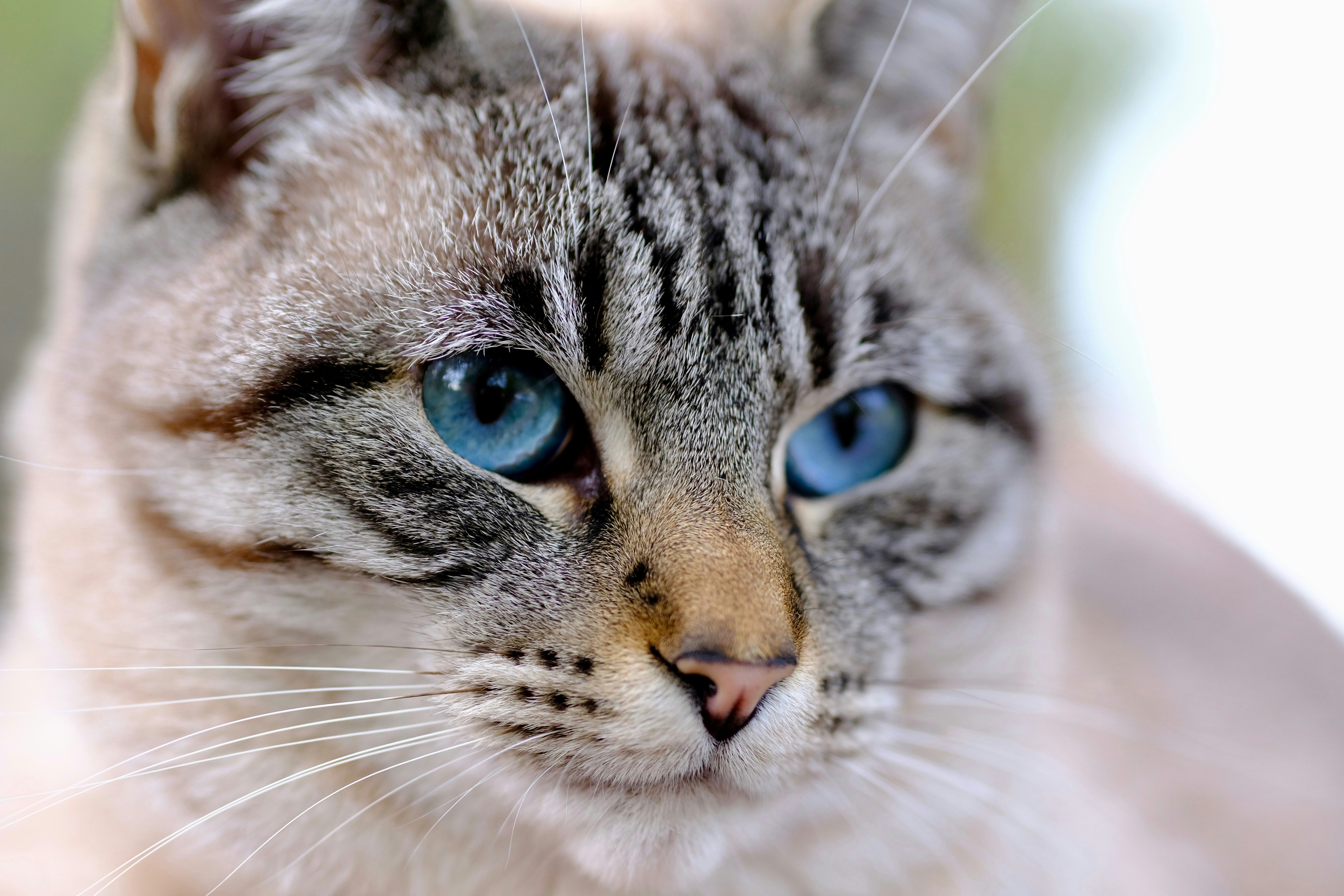 7 Independent Cat Breeds in Pet Cats World