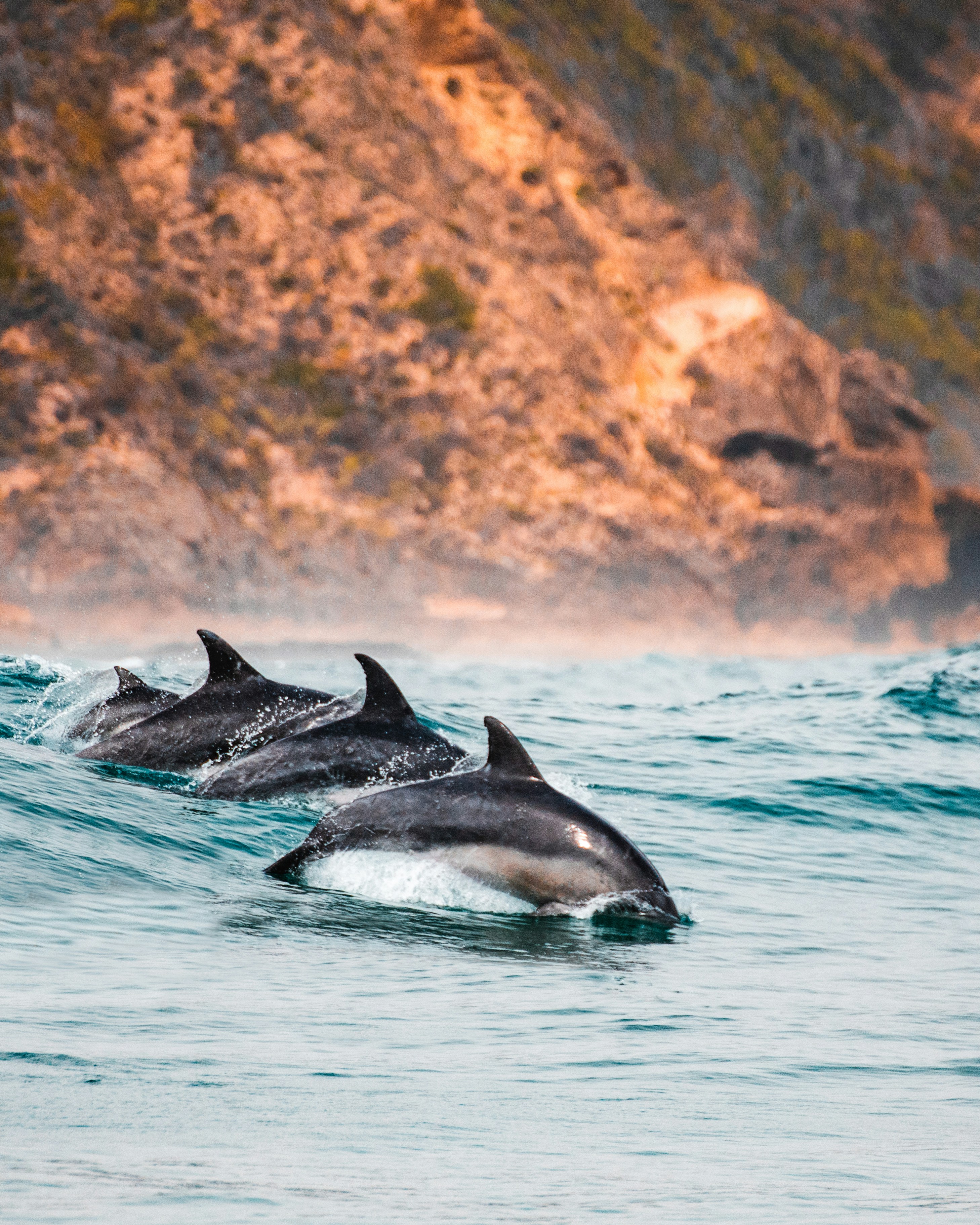 Capture Perfect Dolphin Moments: Photography Expedition in Cornwall’s Waters