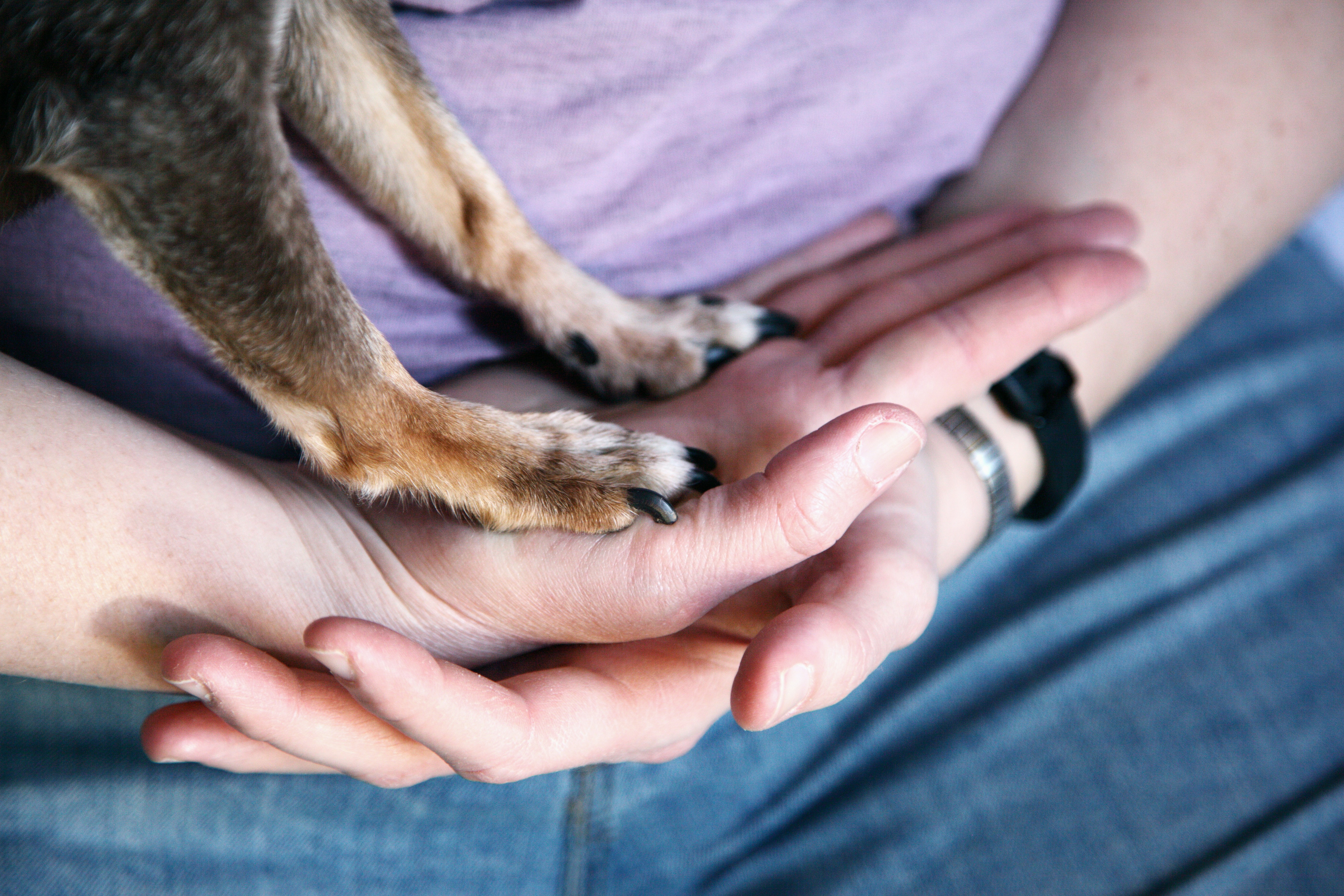 7 Tips for Reducing Pet Anxiety in International Pet Relocation