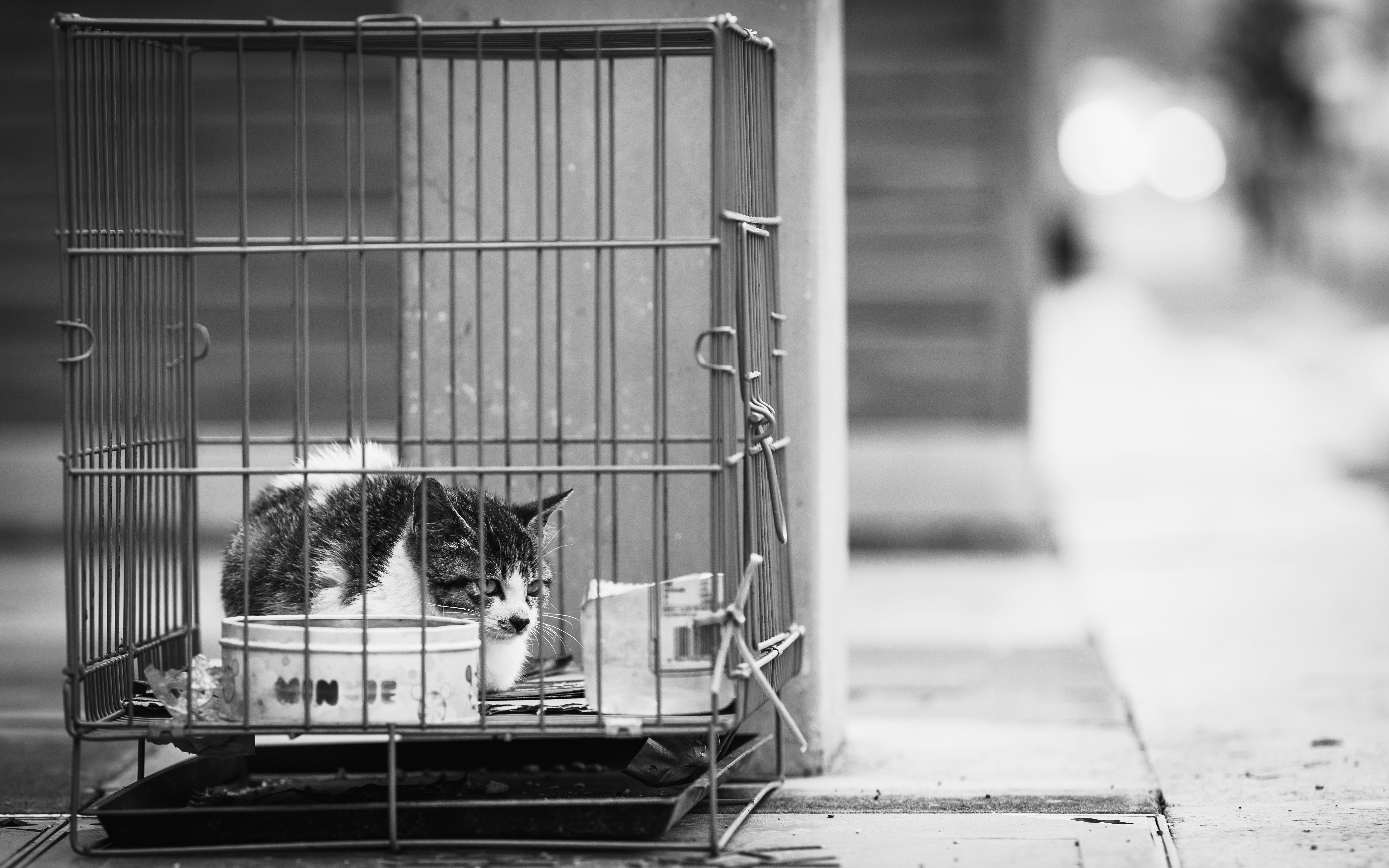 5 Budget Mistakes to Avoid in International Pet Relocation