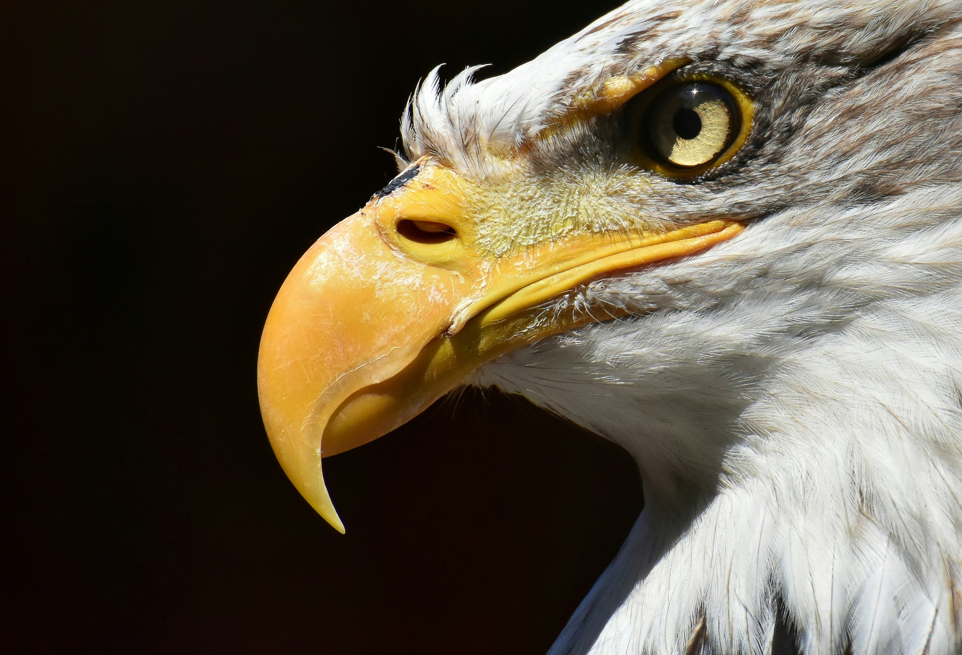 Eagle Wallpapers: Free Hd Download [500+ Hq] | Unsplash 681_X_1000_jpg