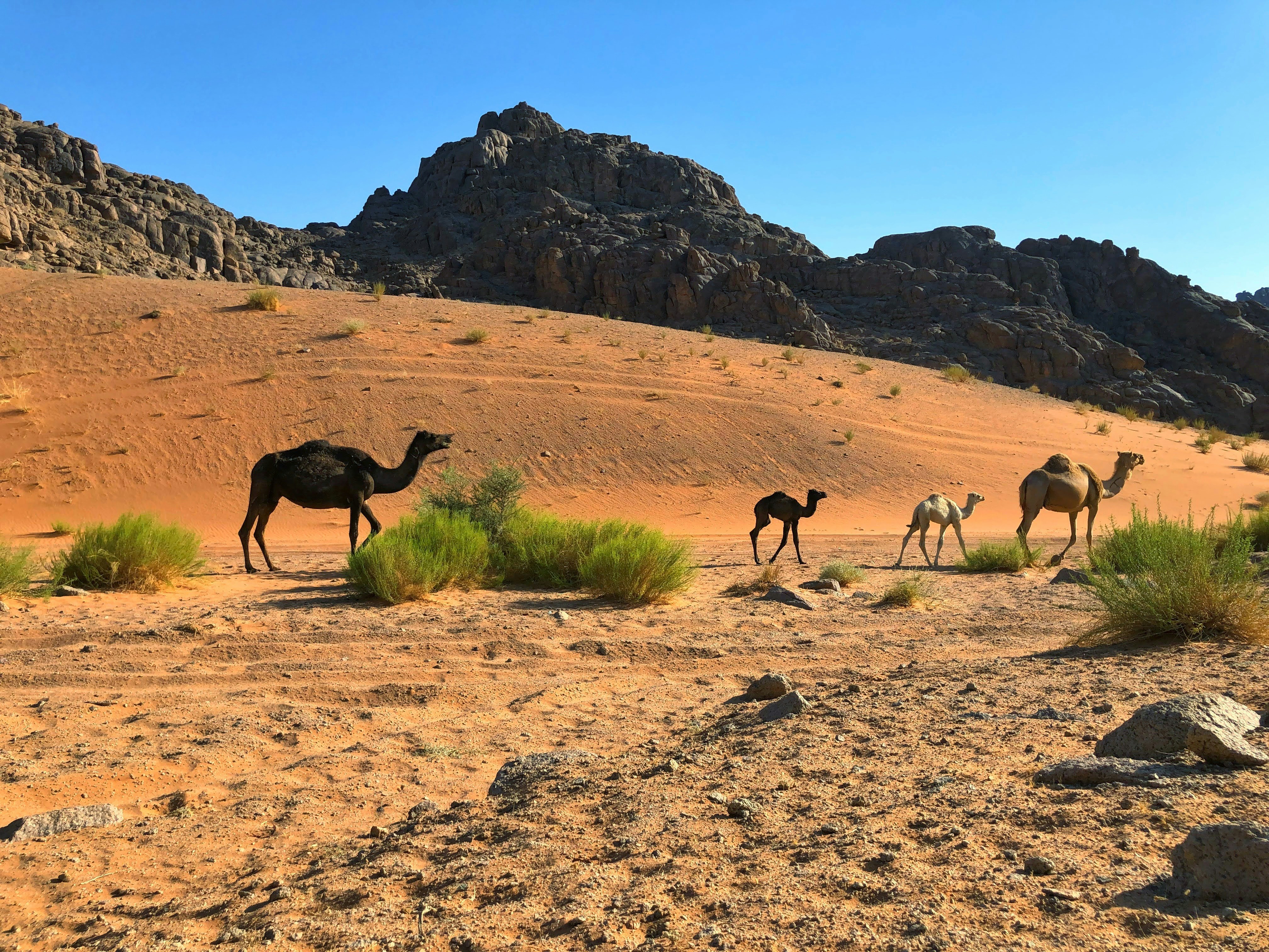 نصائح هامة لشراء اسم نطاق في المملكة المتحدة