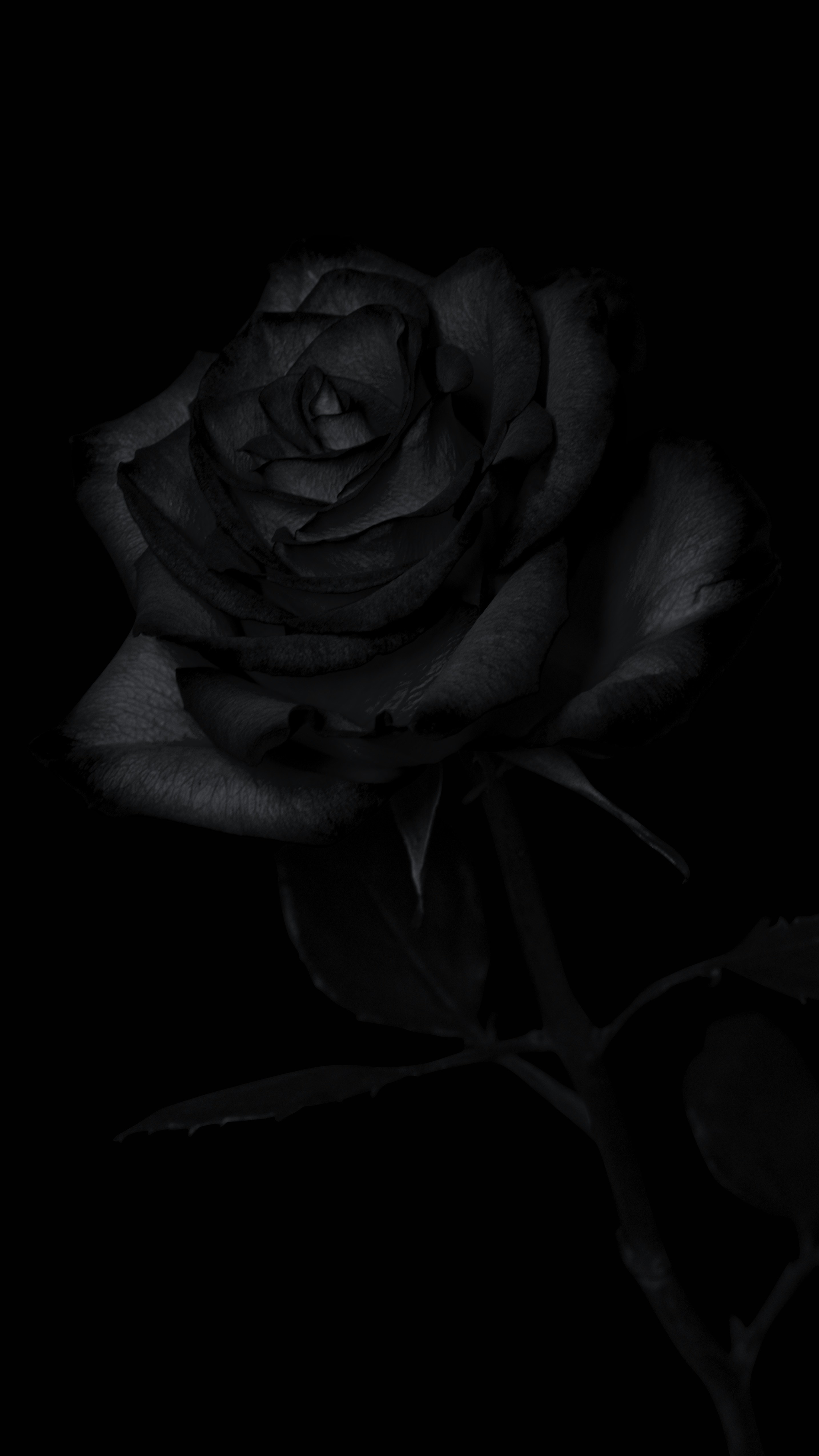 Best 100+ Black Rose Pictures | Download Free Images On Unsplash 1778_x_1000_jpg