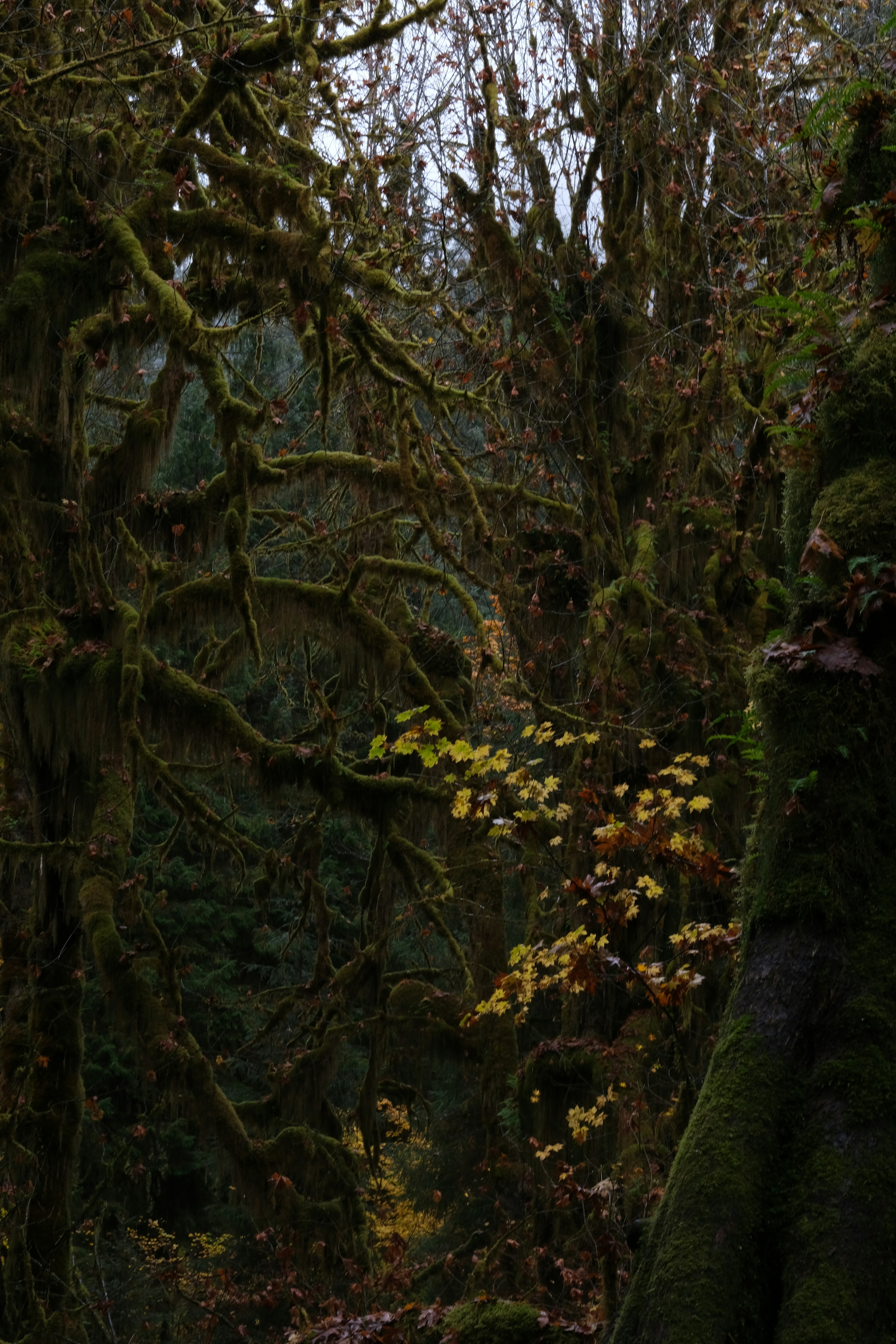Free Olympic National Park Image On Unsplash 1500_X_1000_jpg