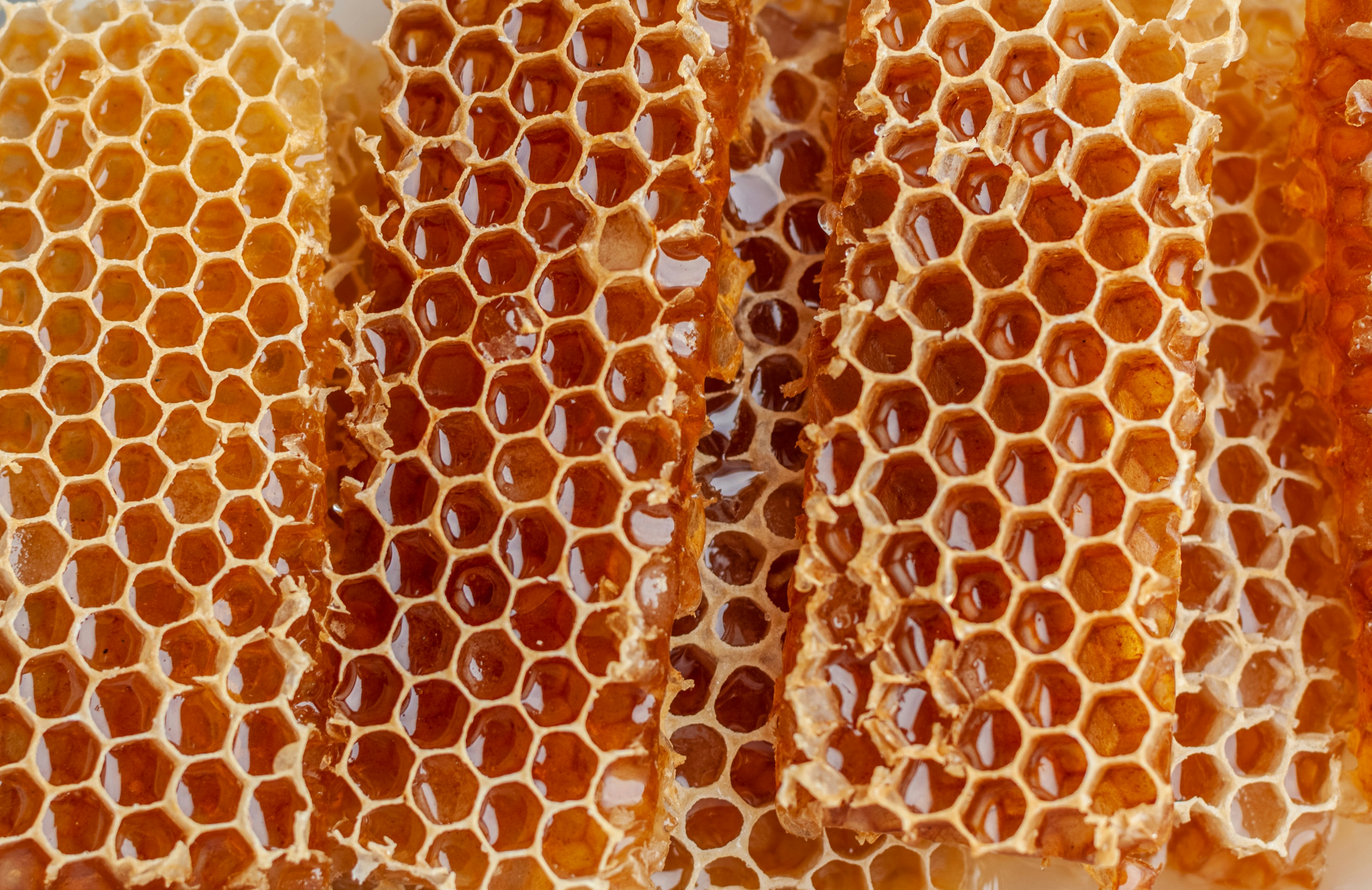 honeycomb unit crossword clue