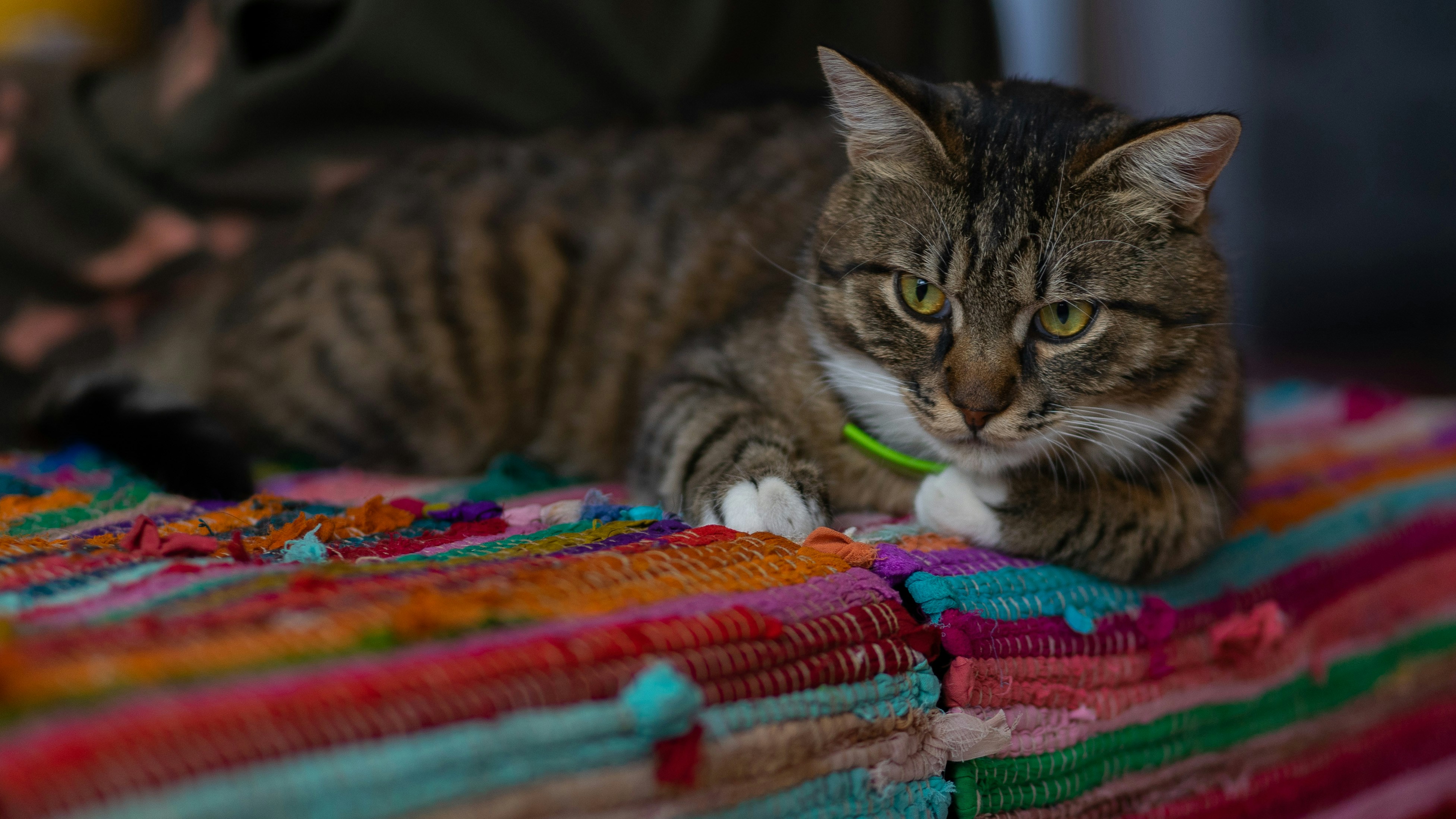 8 Fabric Toy Projects at Pet Cats World
