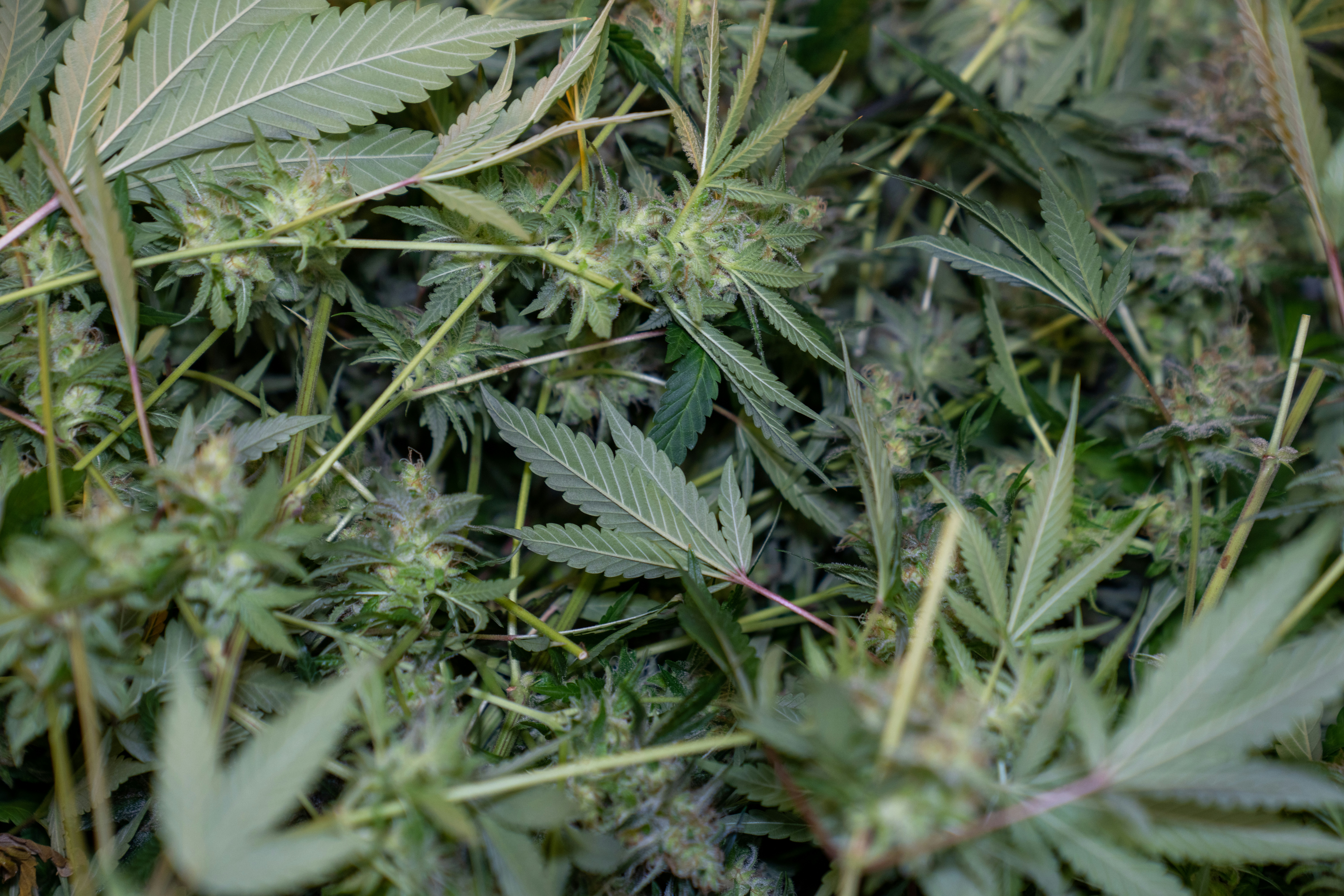 Exploring What is CBD Flower