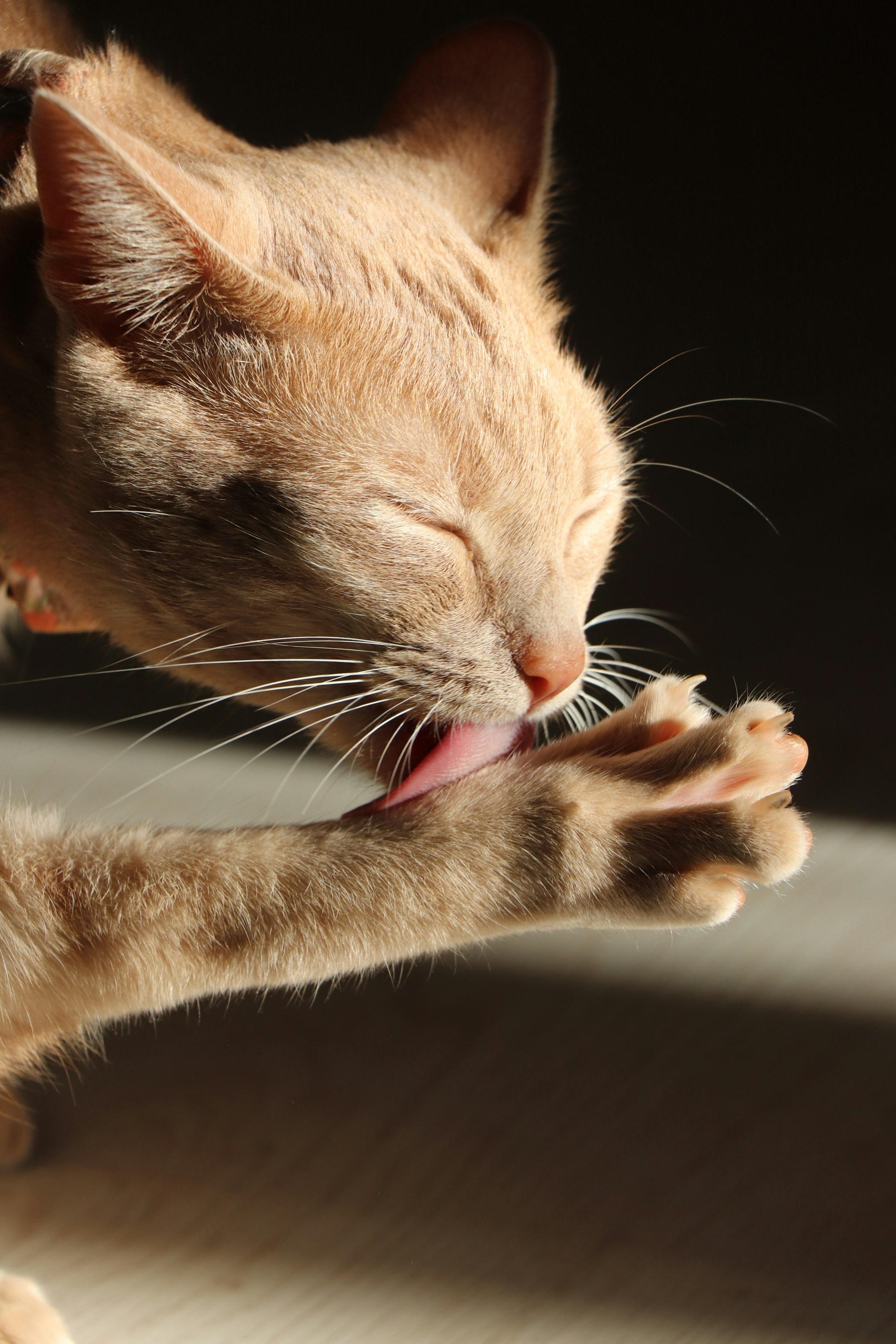 7 Senior Cat Wellness Games from Pet Cats World