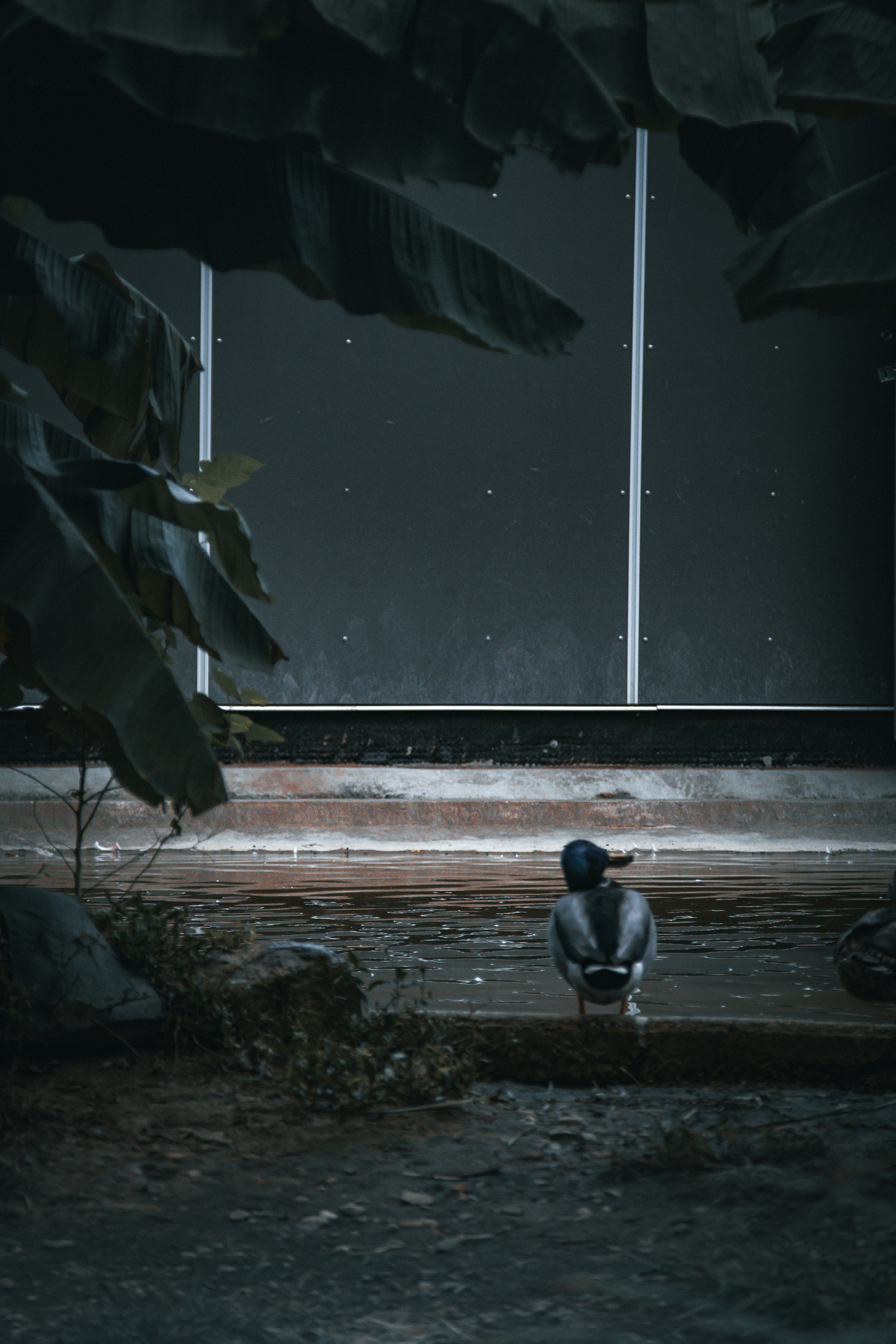 사라져가는 친구들을 지켜주세요: 멸종 위기 동물 보호, 우리 손으로!