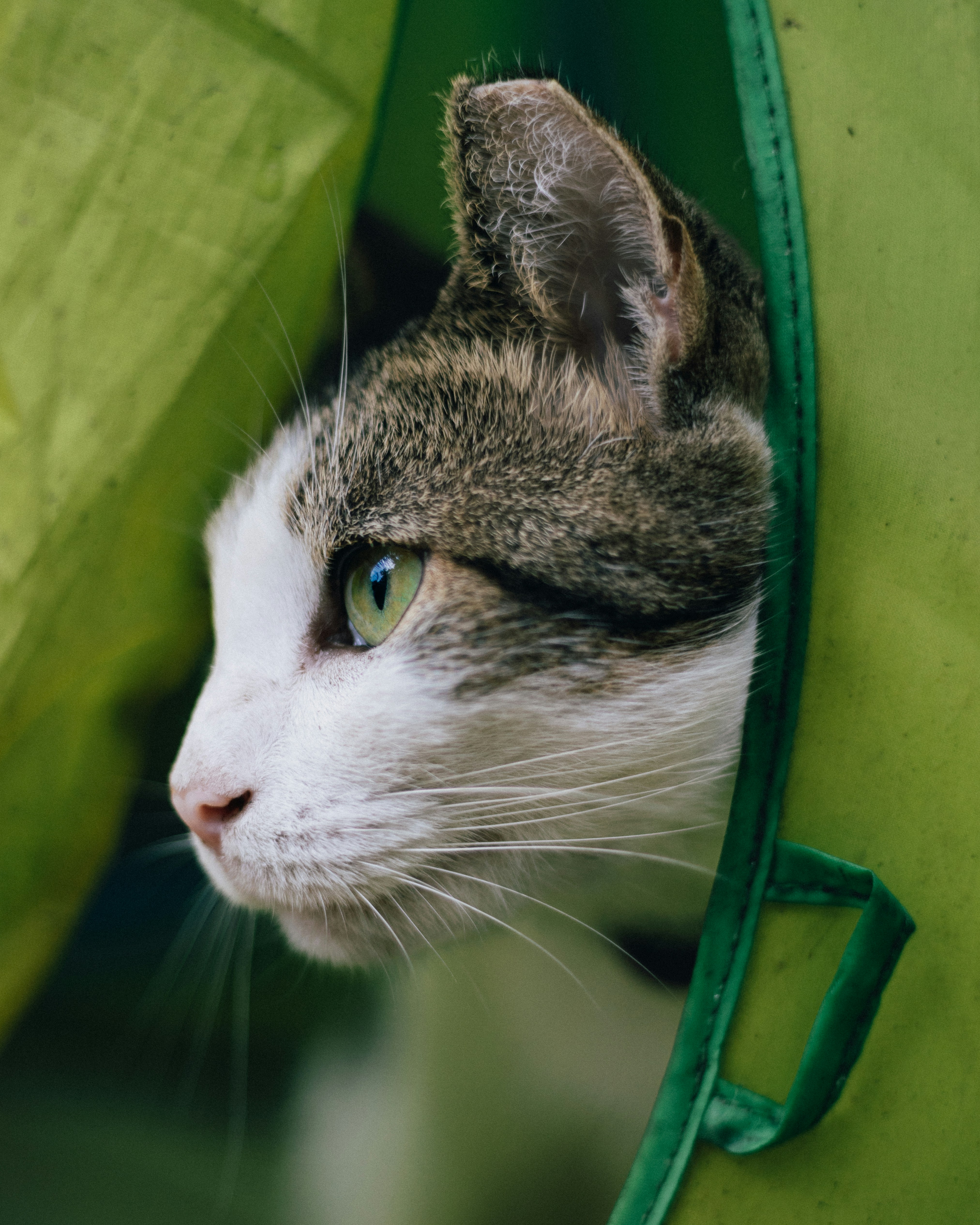 9 Reasons Cats Hide in Pet Cats World