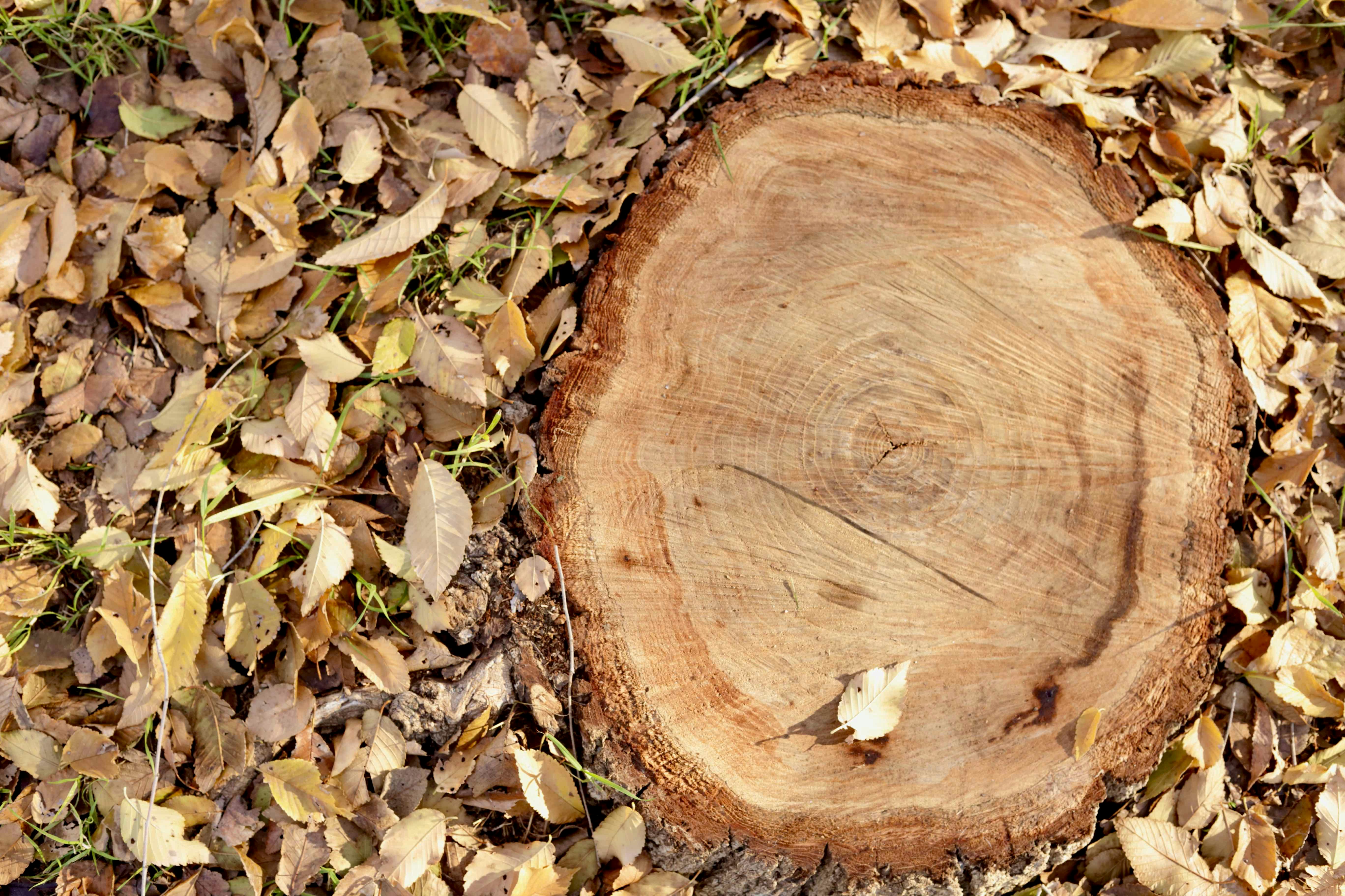 10 Ways Oak Wood Supports Sustainable Living