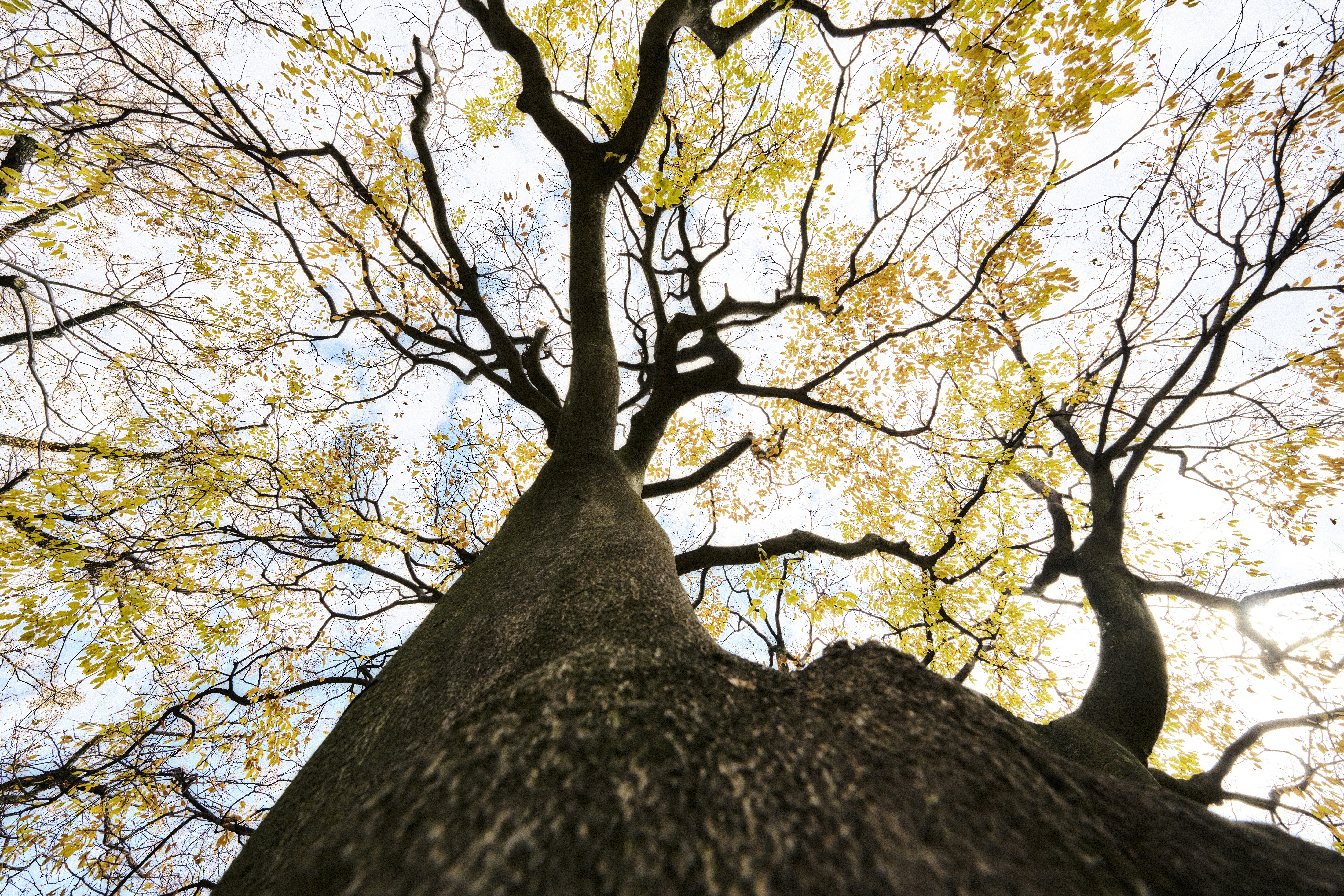 *   設計師不敢說的秘密，小空間放大術公開！