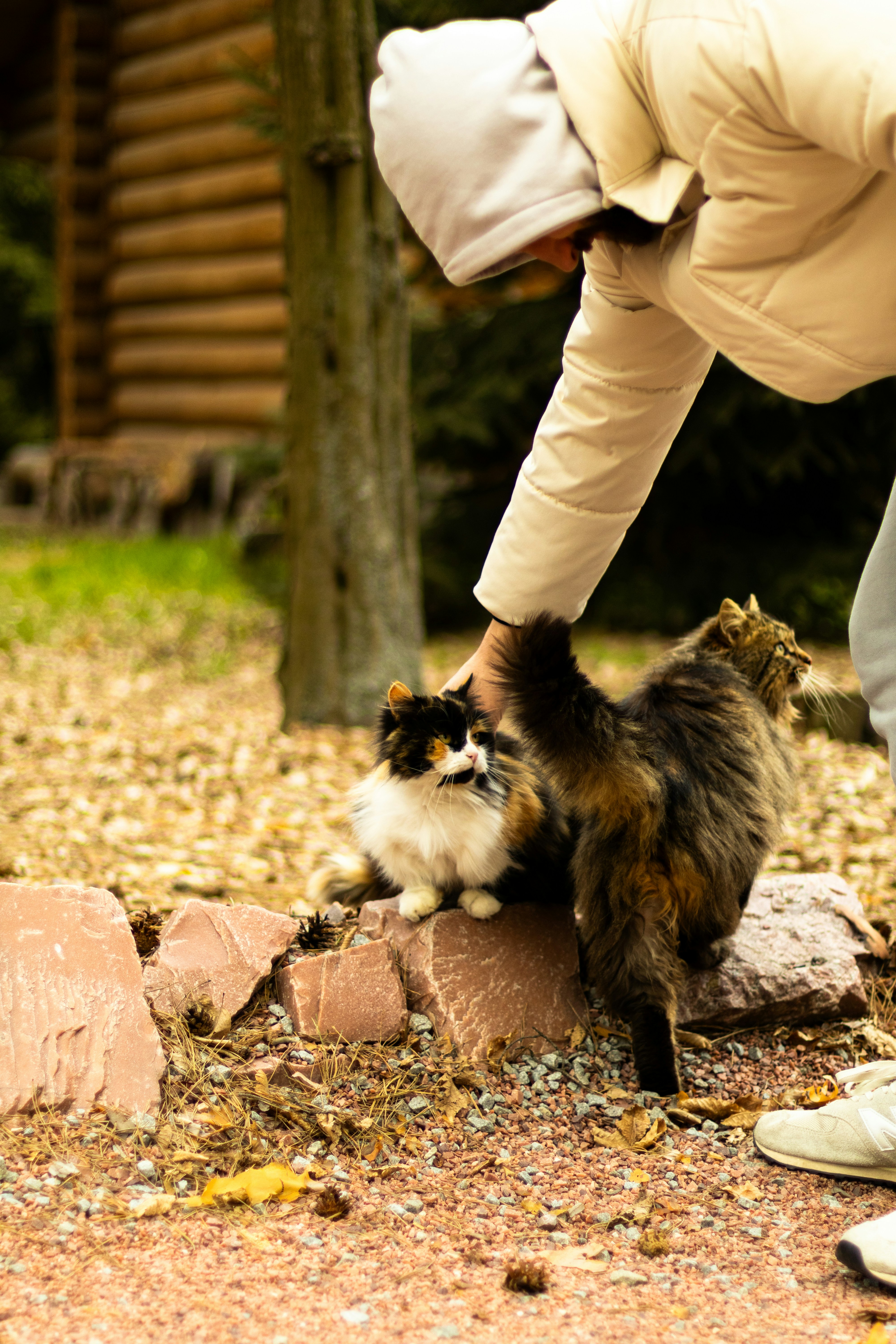 7 Benefits of Using Professional International Pet Relocation Services