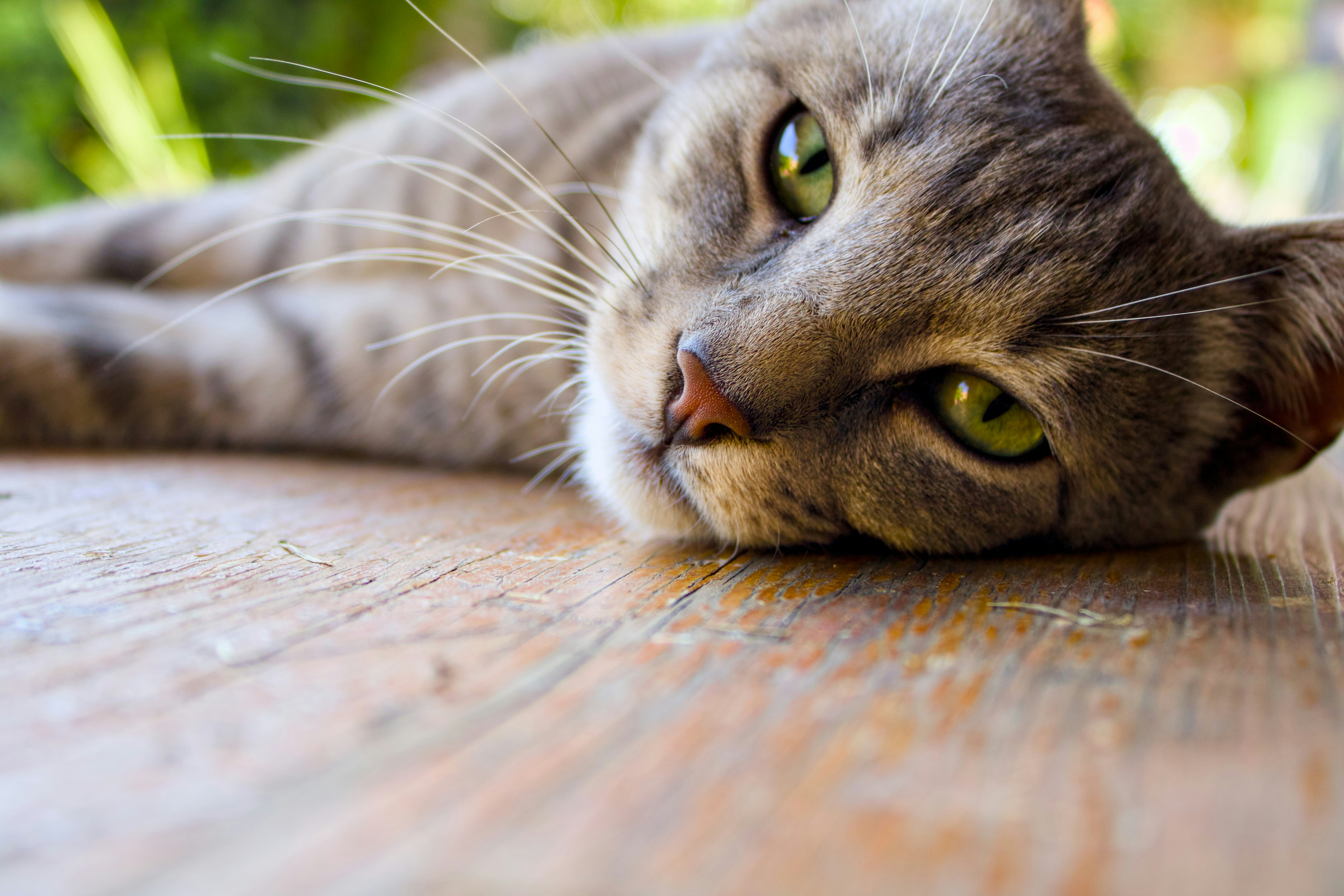 8 Signs Your Cat Loves Pet Cats World Behavior Puzzles