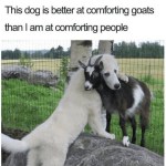 ﻿This is better at comforting goats than | am at comforting people dog