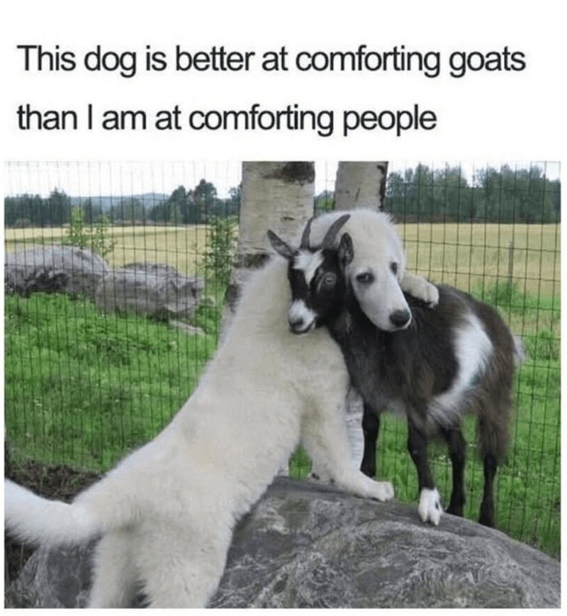 ﻿This is better at comforting goats than | am at comforting people dog