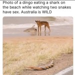 ﻿Photo of a dingo eating a shark on the beach while watching two snakes have sex. Australia is WILD