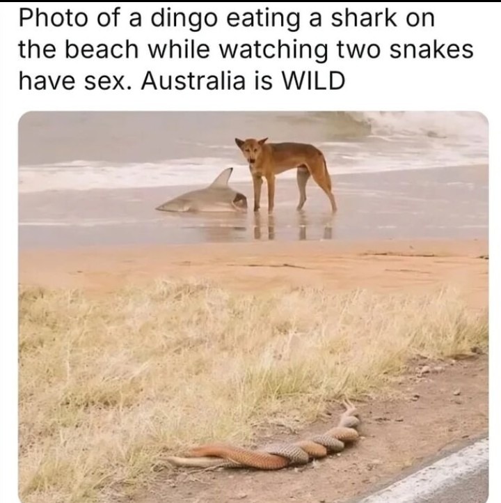 ﻿Photo of a dingo eating a shark on the beach while watching two snakes have sex. Australia is WILD