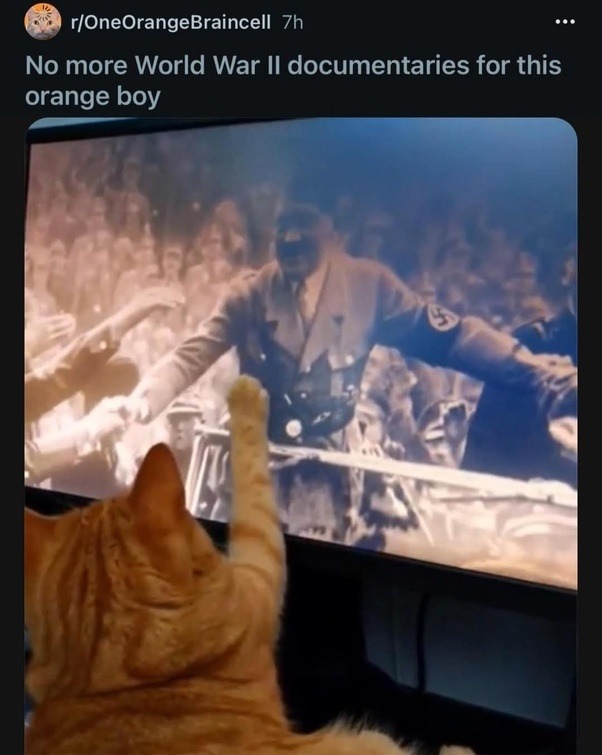 ﻿rIOneOrangeBraincell 7h No more World War Il documentaries for this orange boy