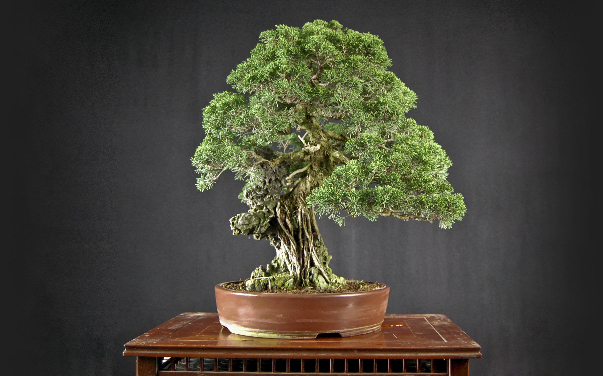 Japan Bonsai Hd Wallpaper Background Image 1920x1200