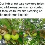 ﻿Our indoor cat was nowhere to be found & everyone was SO worried & then we found him sleeping on the apple tree like this