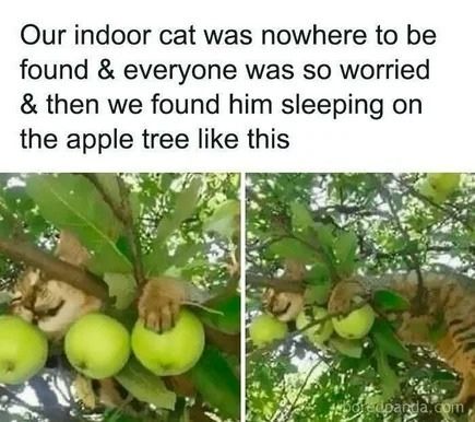 ﻿Our indoor cat was nowhere to be found & everyone was SO worried & then we found him sleeping on the apple tree like this