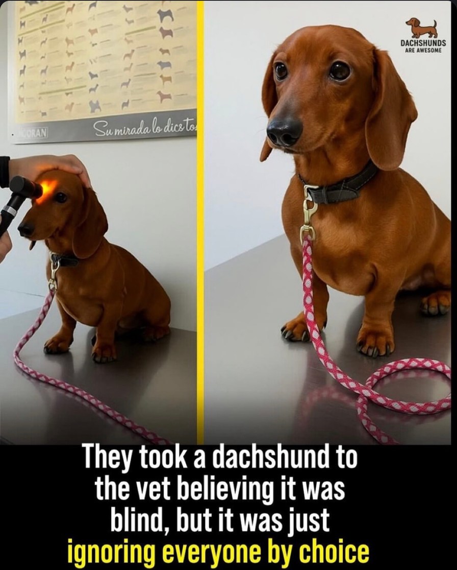 ﻿DACHSHUNDS Are AWESOME N Suminadaslo dicsts took a dachshund to the vet believing it was blind, but it was just ignoring everyone by choice They
