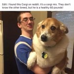 ﻿LOOK HOW BIG THIS CORGI IS OH MY GOD Edit: | found this Corgi on reddit: It’s a corgi mix: don’t know the other breed, but he is a healthy 60 pounds! They