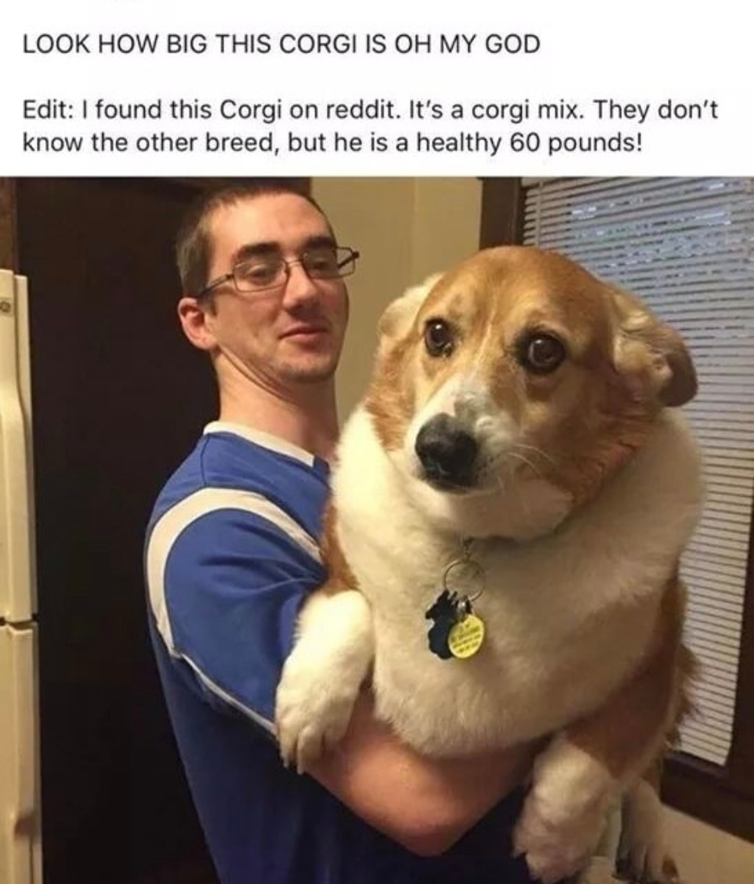﻿LOOK HOW BIG THIS CORGI IS OH MY GOD Edit: | found this Corgi on reddit: It’s a corgi mix: don’t know the other breed, but he is a healthy 60 pounds! They