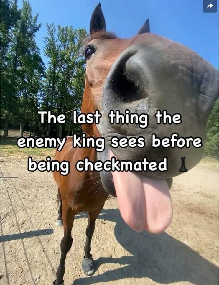 ﻿The last the enemy Sees before checkmated thing king being