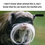 ﻿1 don’t know what animal this is, but [ know that he can teach me martial arts