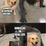 ﻿GORILLAS IN POPULAR CULTURE CHIMPS IN POPULAR  CULTURE GORILLAS IN REAL LIFE CHIMPS IN REAL LIFE