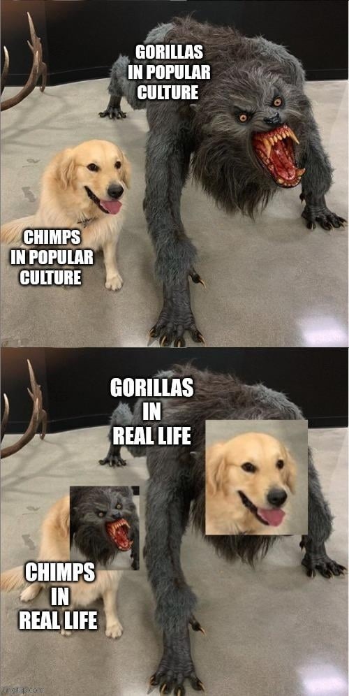 ﻿GORILLAS IN POPULAR CULTURE CHIMPS IN POPULAR  CULTURE GORILLAS IN REAL LIFE CHIMPS IN REAL LIFE