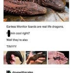 ﻿Earless Monitor lizards are real life dragons: ckin cool right? Well they’re also TINYYY dovewithscales That’s absolutely a dragon. That is a small dragon. Source: zachsanomaiy