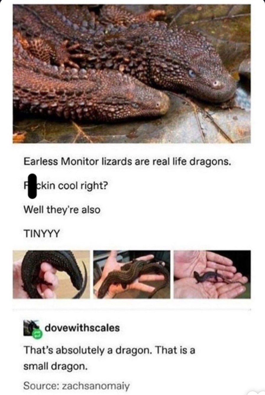 ﻿Earless Monitor lizards are real life dragons: ckin cool right? Well they’re also TINYYY dovewithscales That’s absolutely a dragon. That is a small dragon. Source: zachsanomaiy